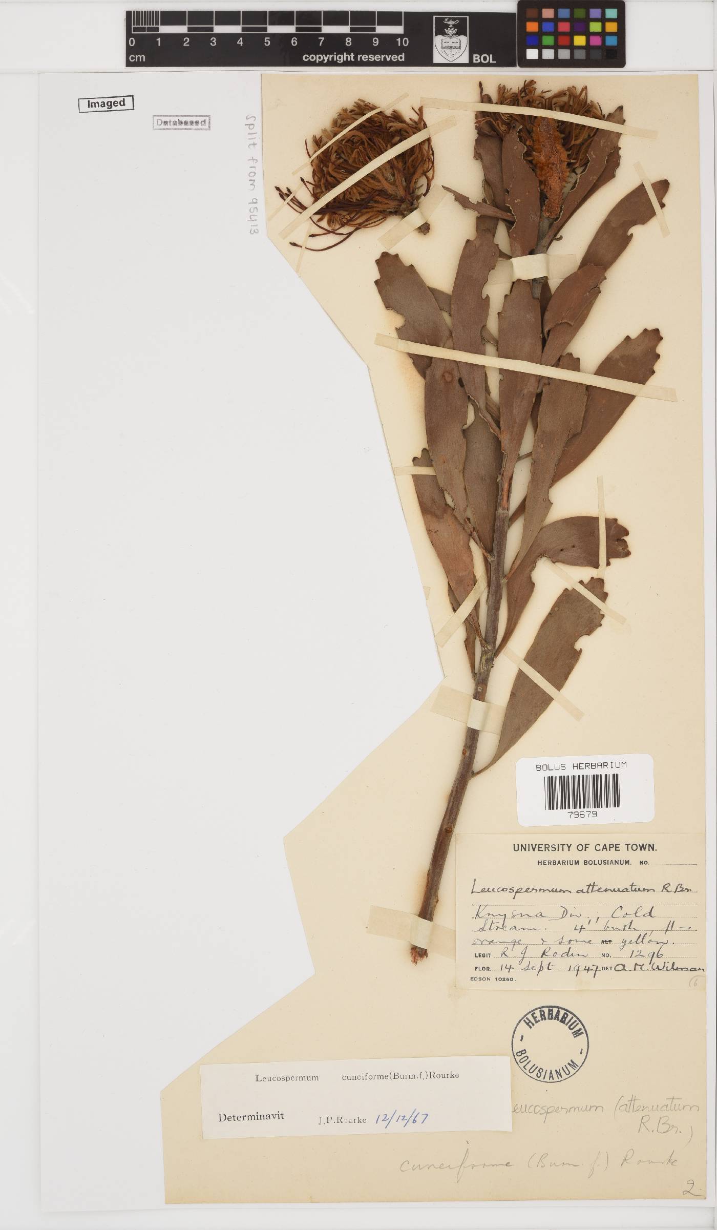 Leucospermum cuneiforme image