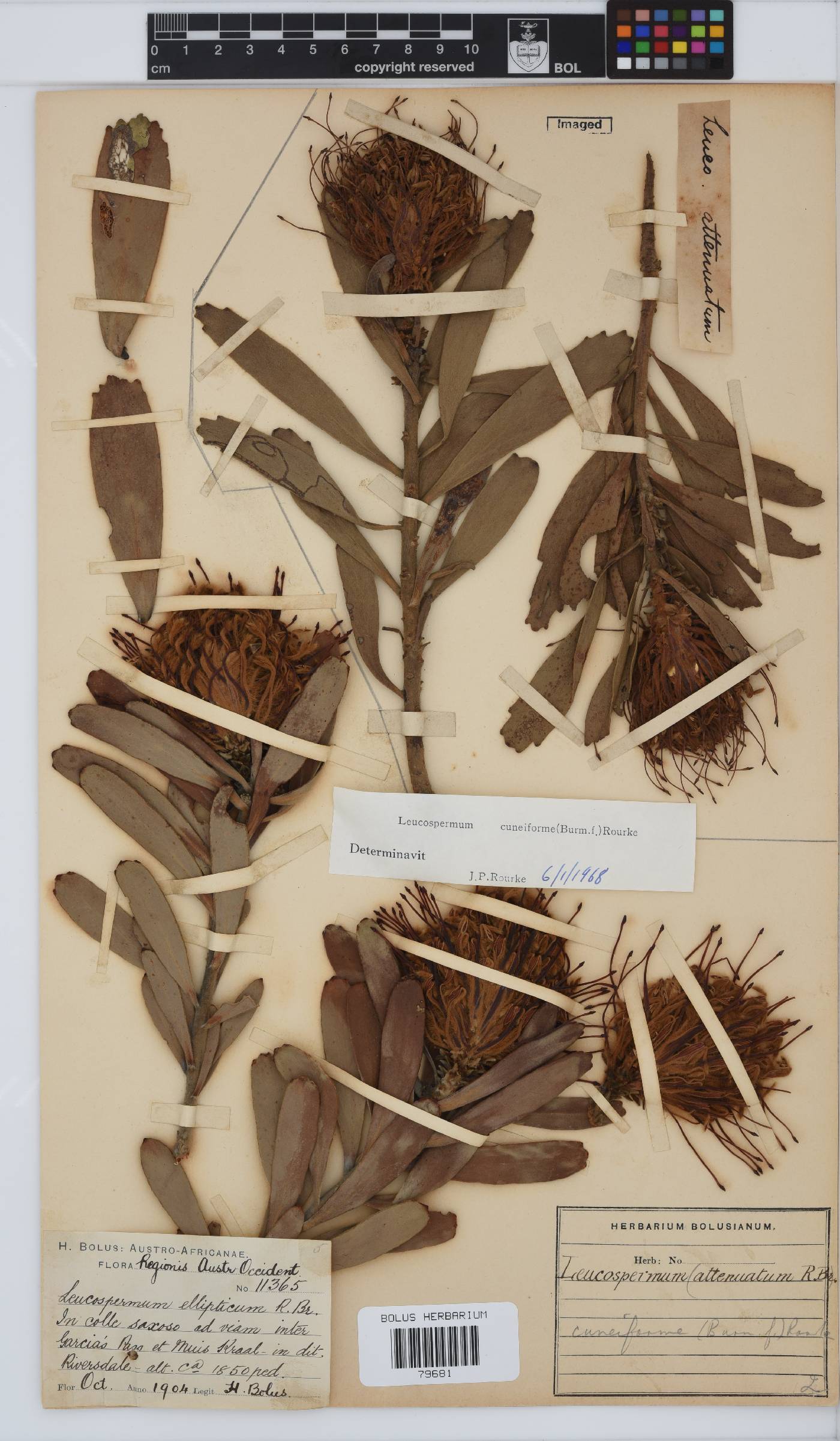 Leucospermum cuneiforme image