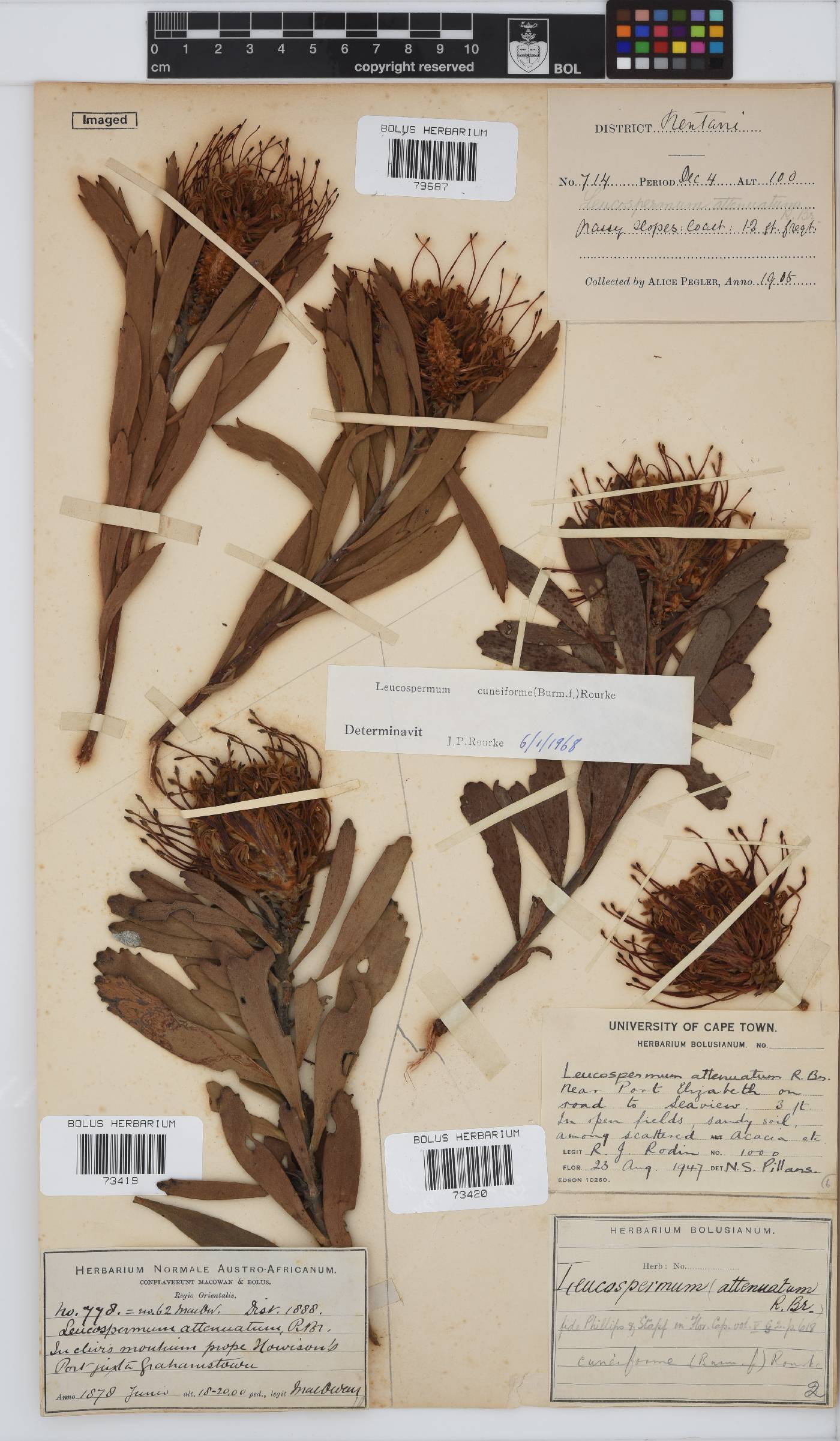 Leucospermum cuneiforme image