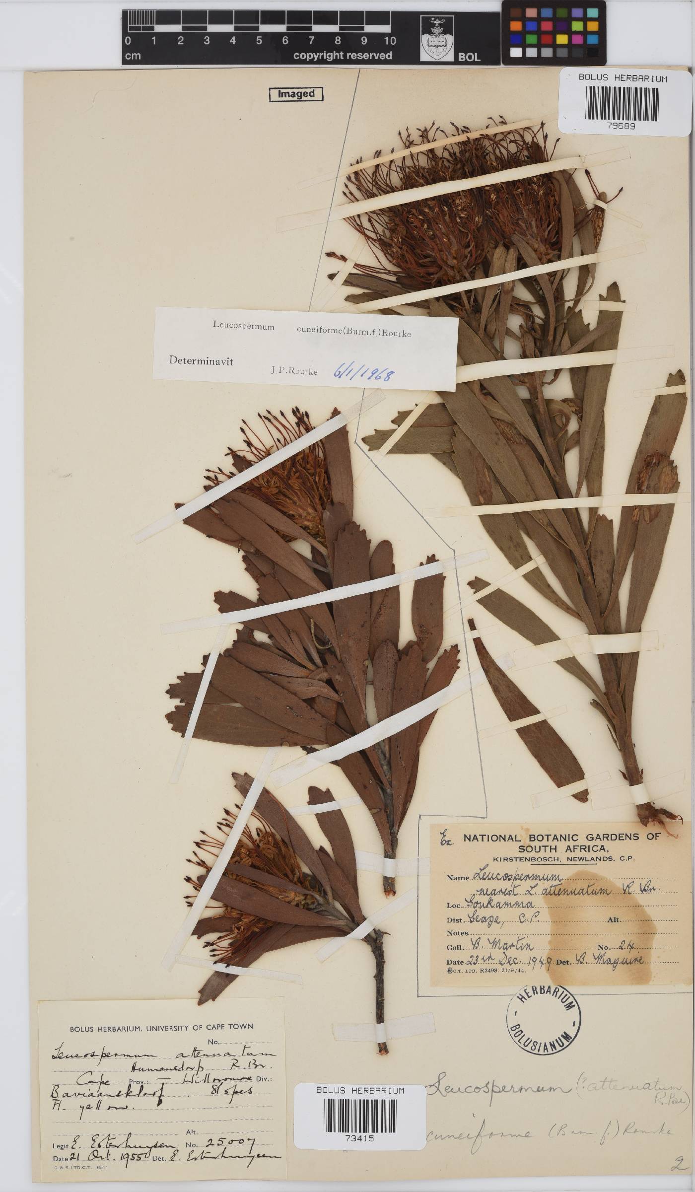 Leucospermum cuneiforme image