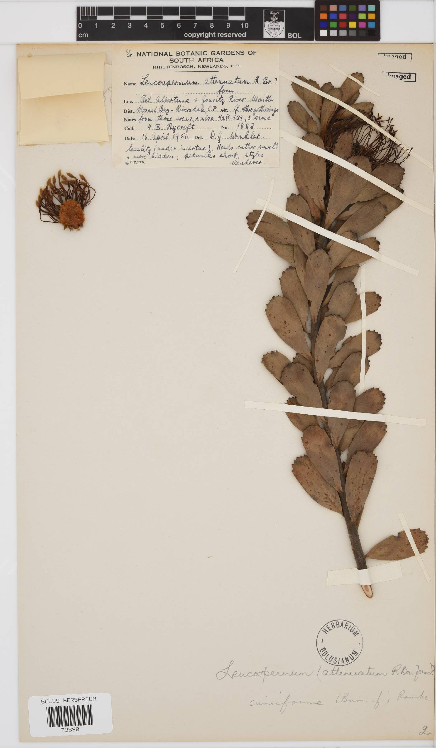 Leucospermum cuneiforme image