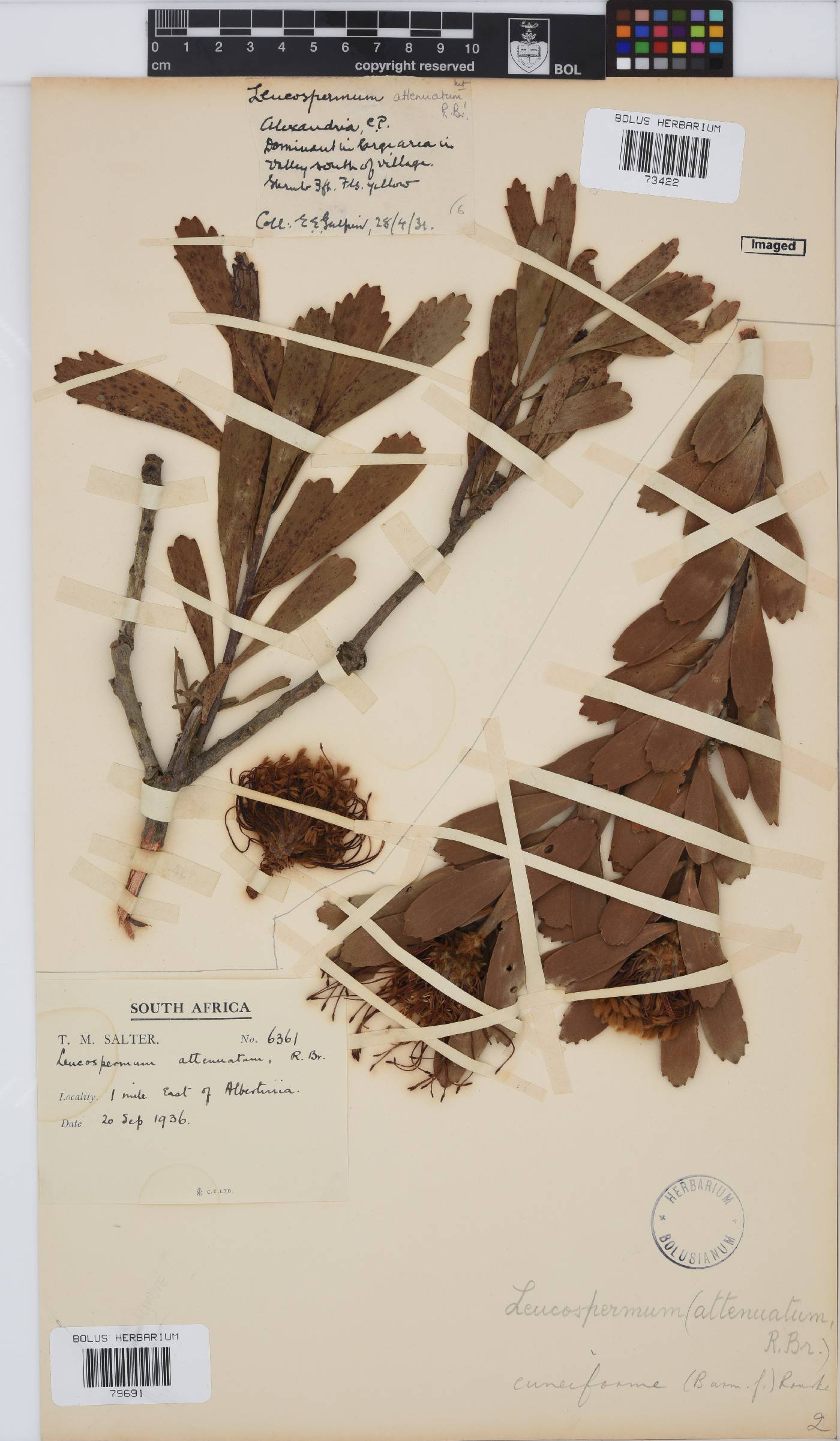 Leucospermum cuneiforme image