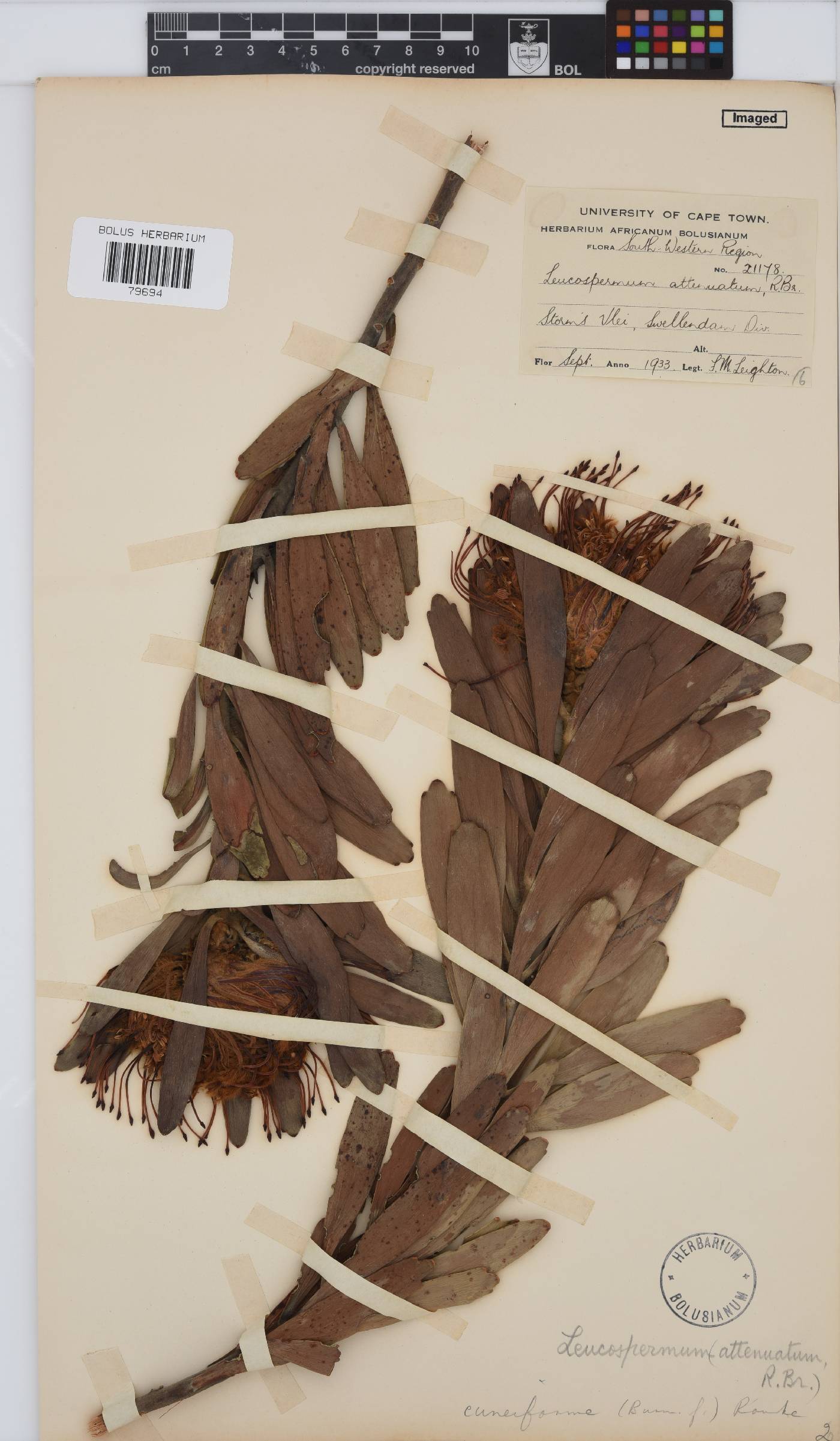Leucospermum cuneiforme image