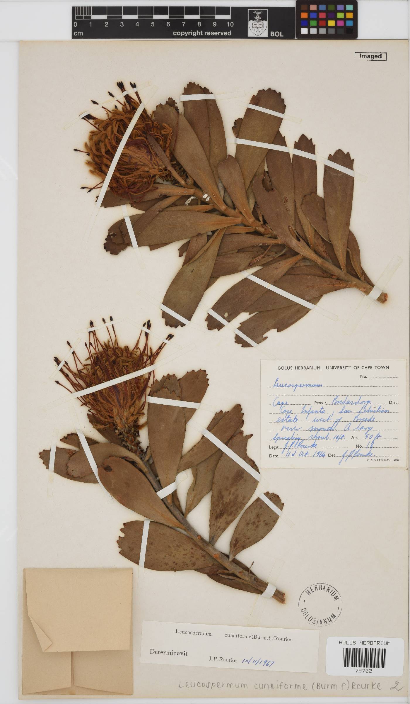 Leucospermum cuneiforme image