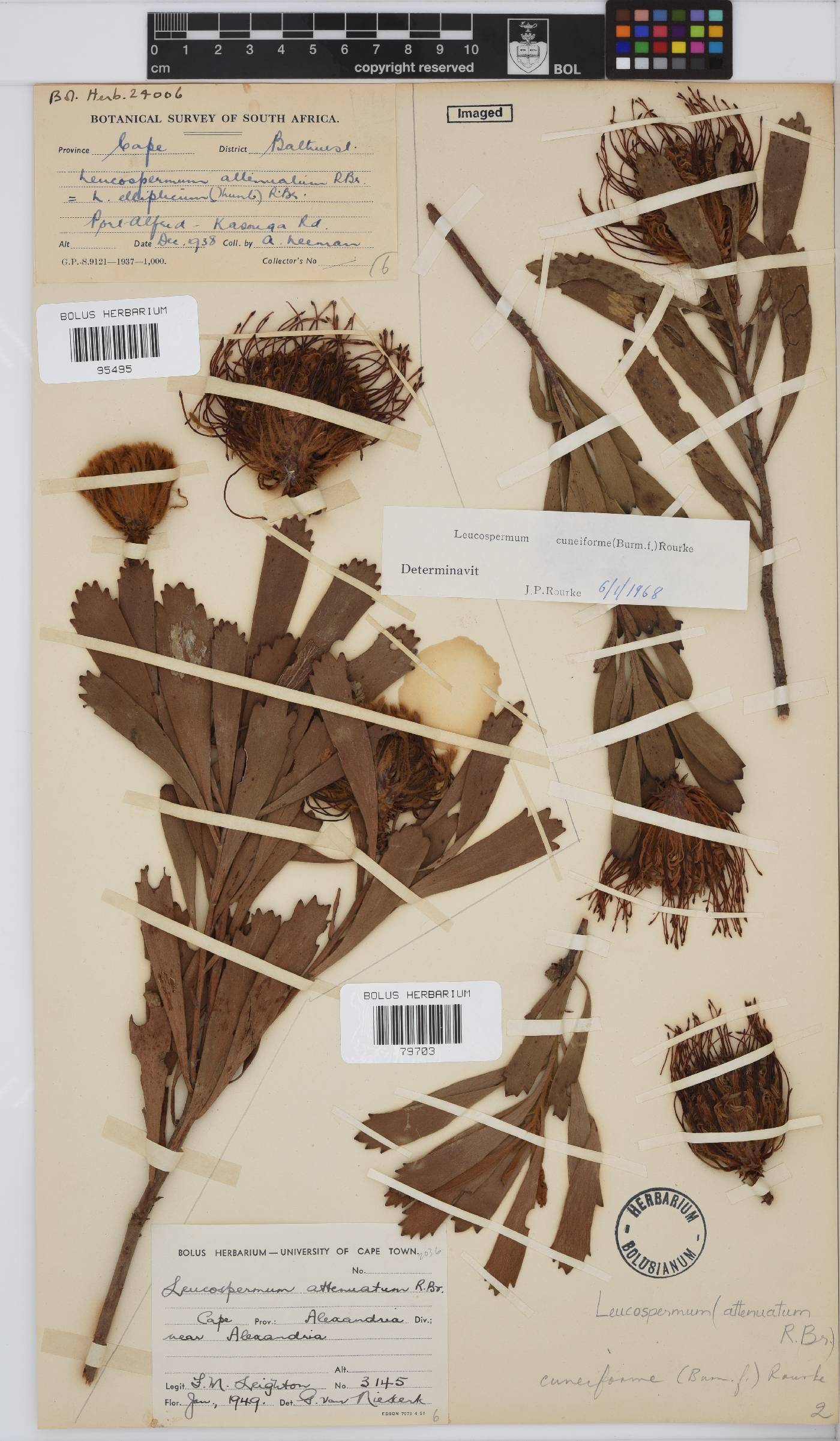 Leucospermum cuneiforme image