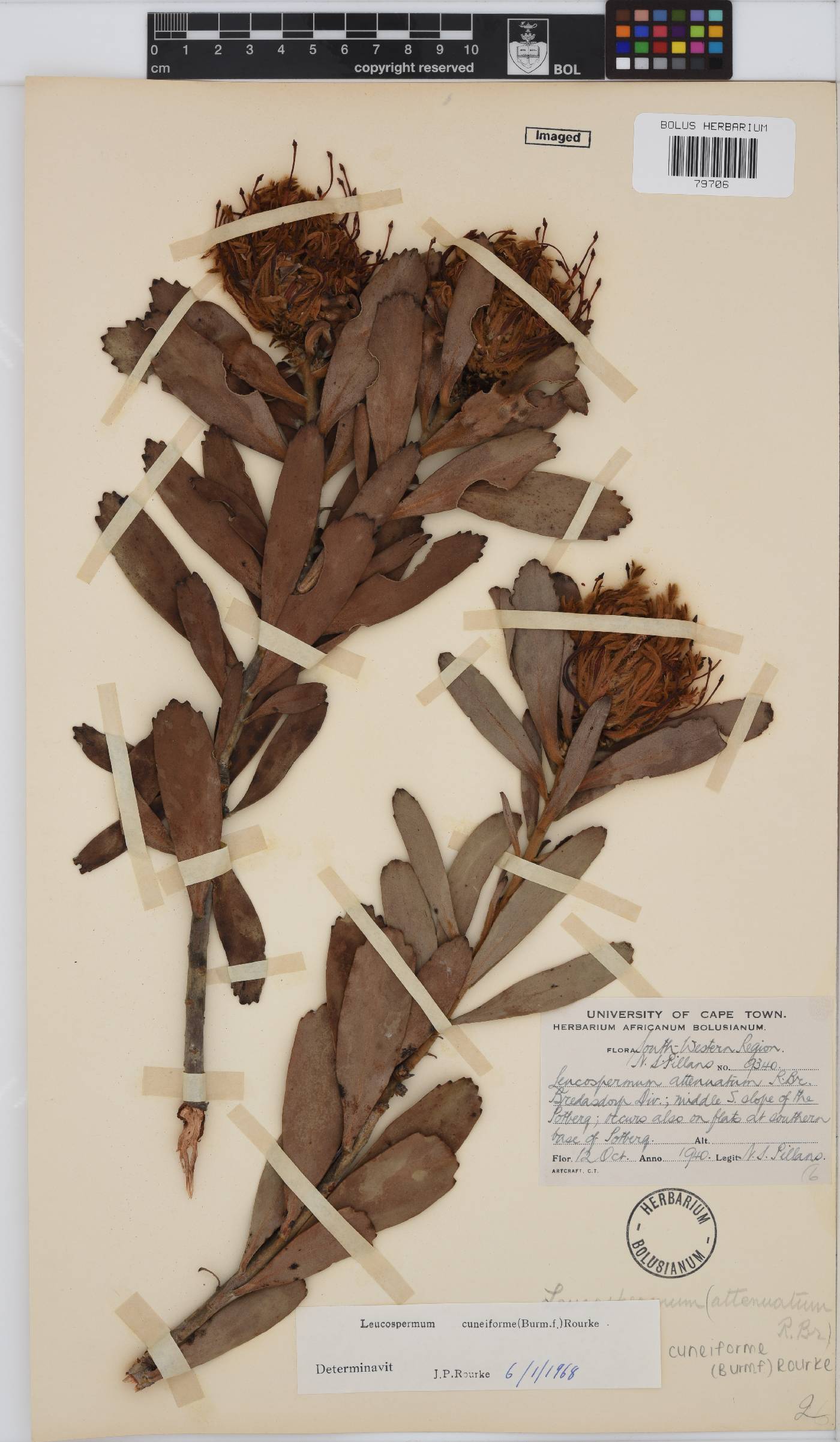 Leucospermum cuneiforme image