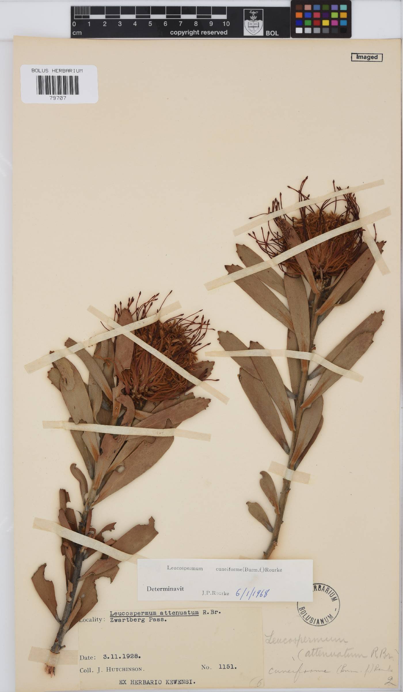 Leucospermum cuneiforme image