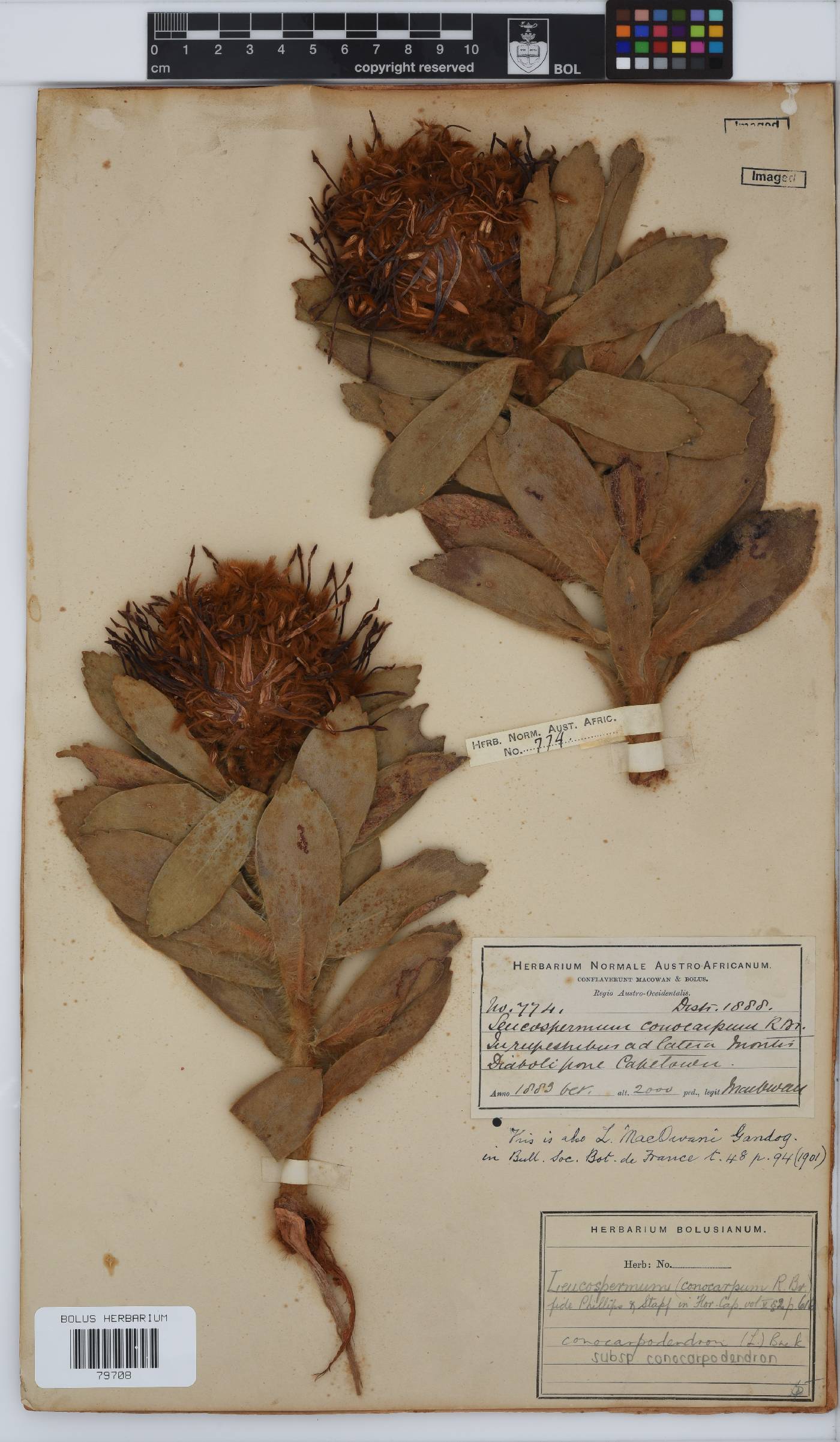 Leucospermum conocarpodendron image