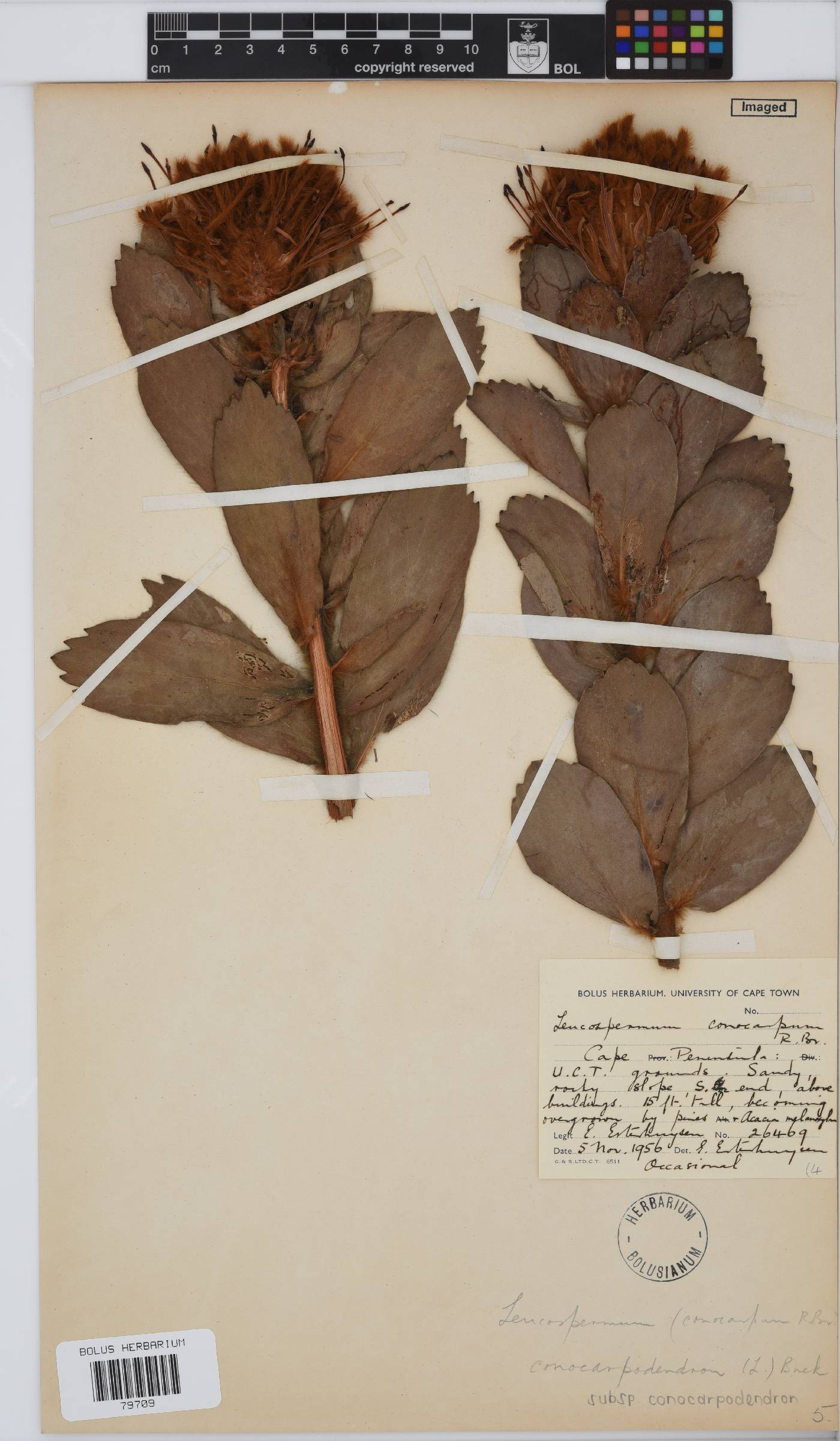 Leucospermum conocarpodendron image