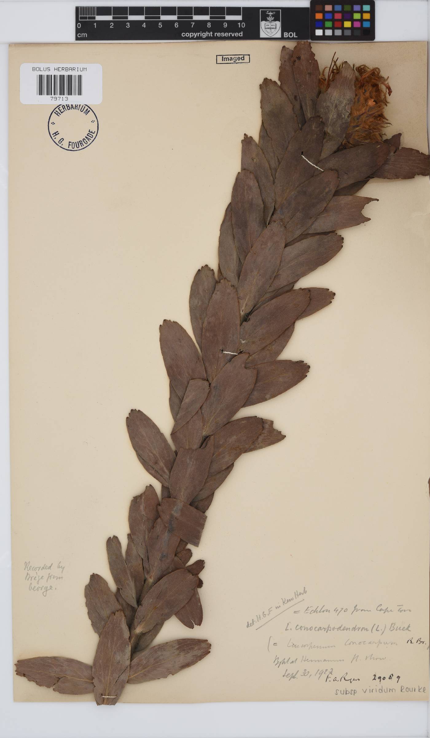 Leucospermum conocarpodendron subsp. viridum image