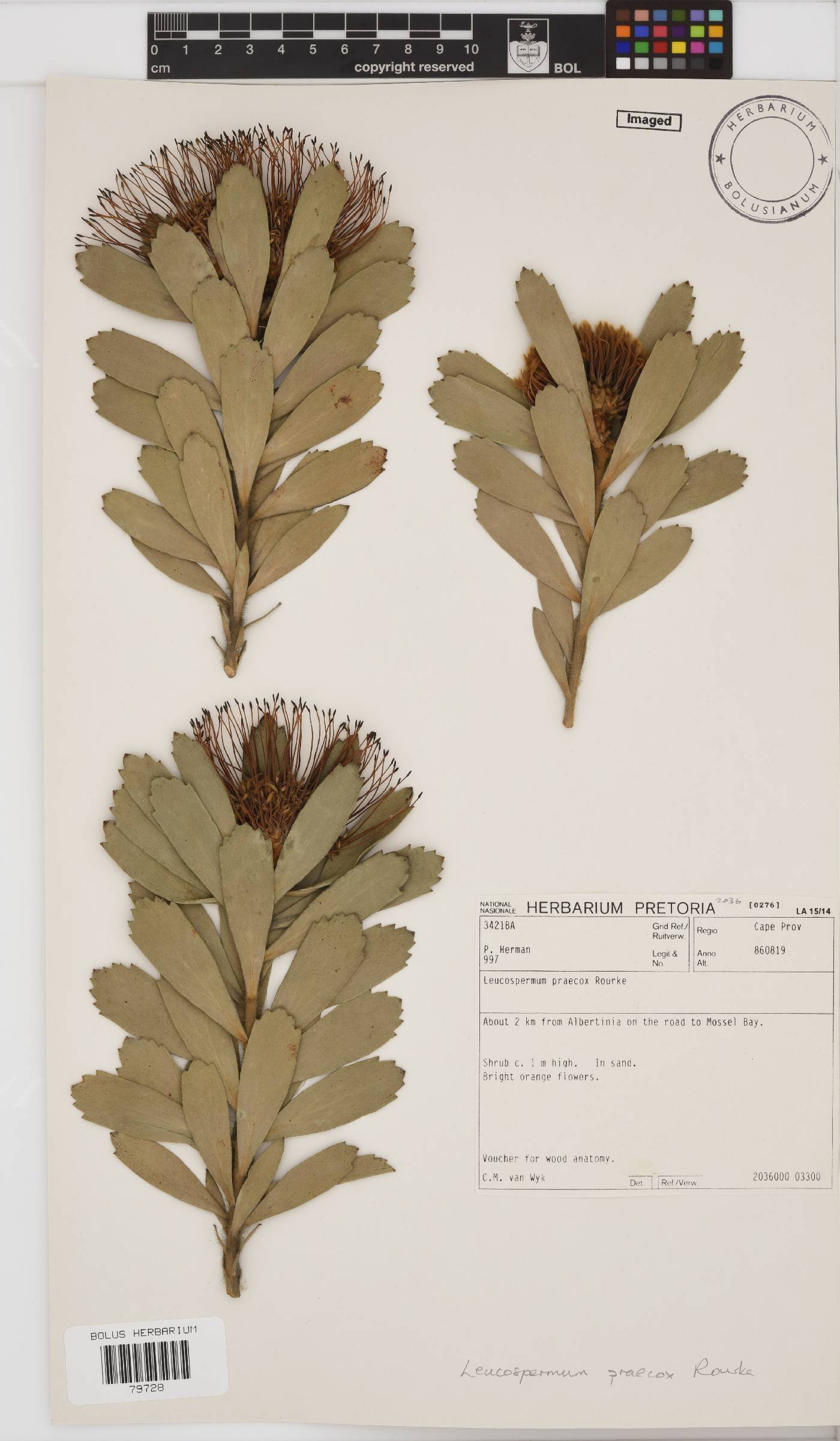 Leucospermum praecox image