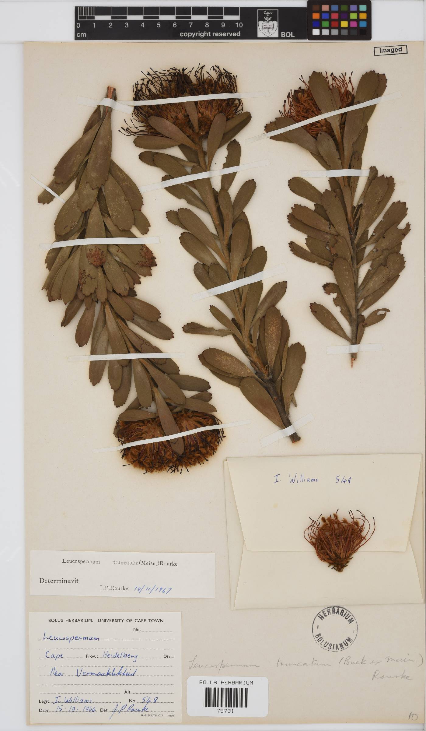 Leucospermum truncatum image