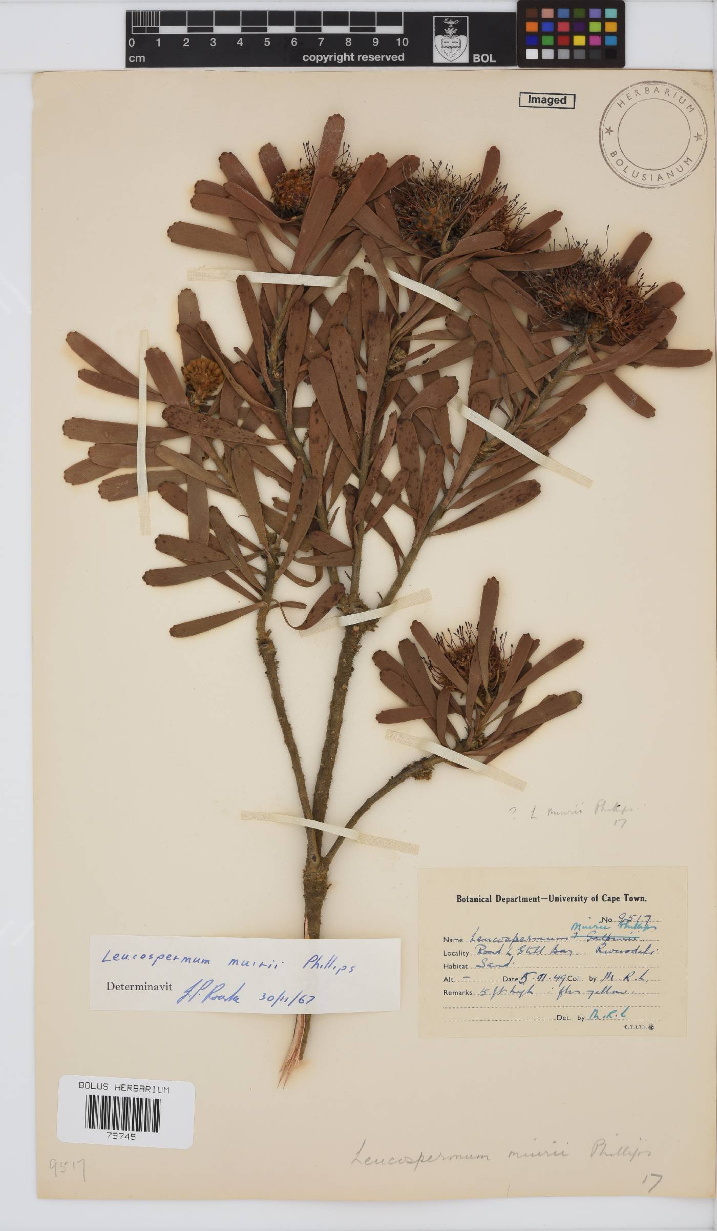 Leucospermum muirii image