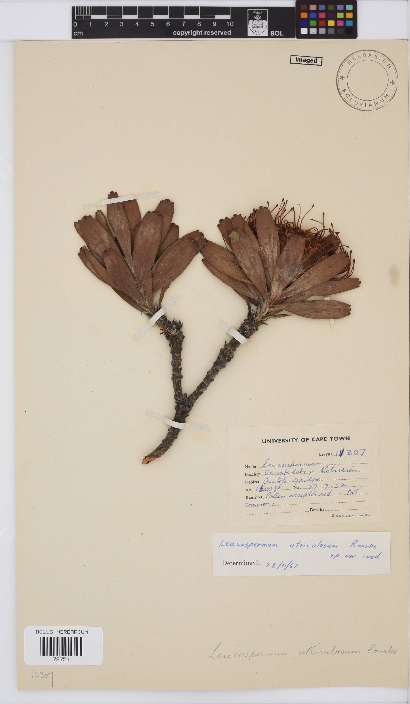 Leucospermum utriculosum image