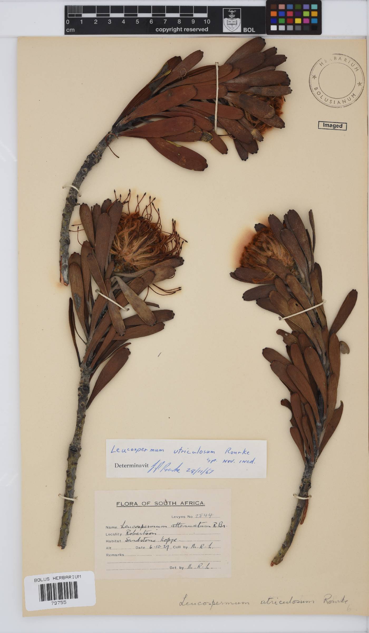 Leucospermum utriculosum image