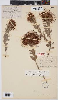 Leucospermum spathulatum image