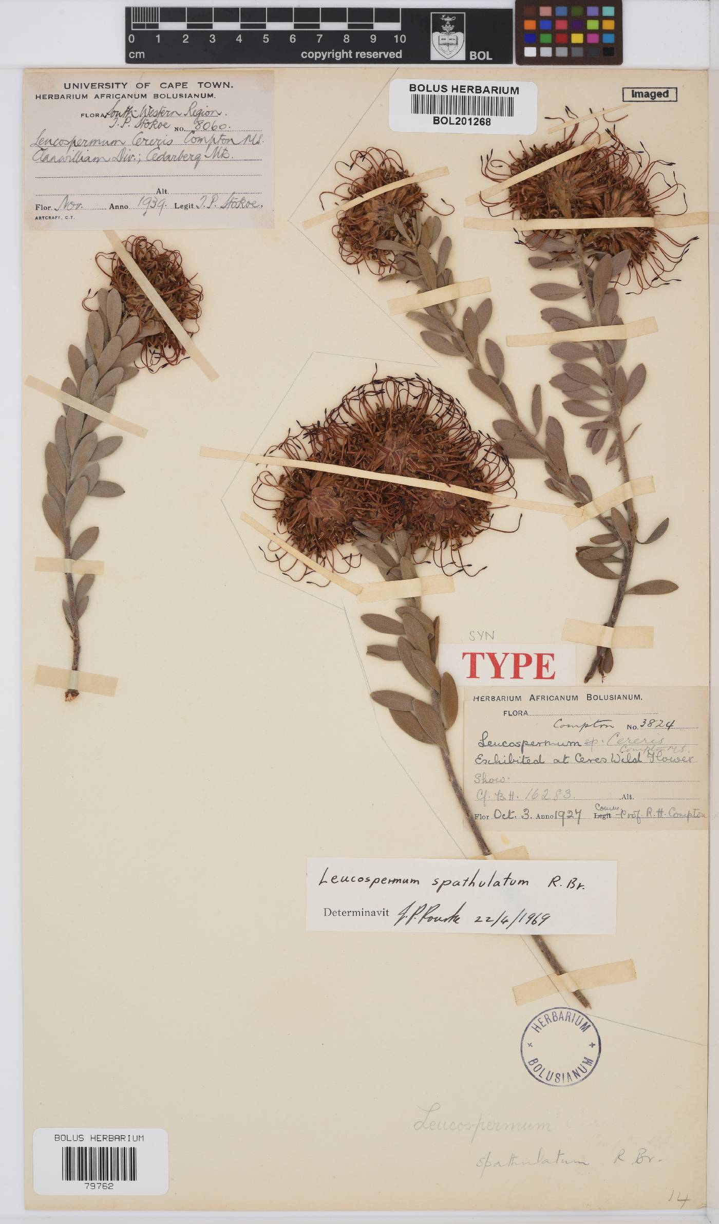 Leucospermum spathulatum image