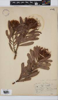 Leucospermum vestitum image