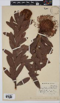 Leucospermum vestitum image