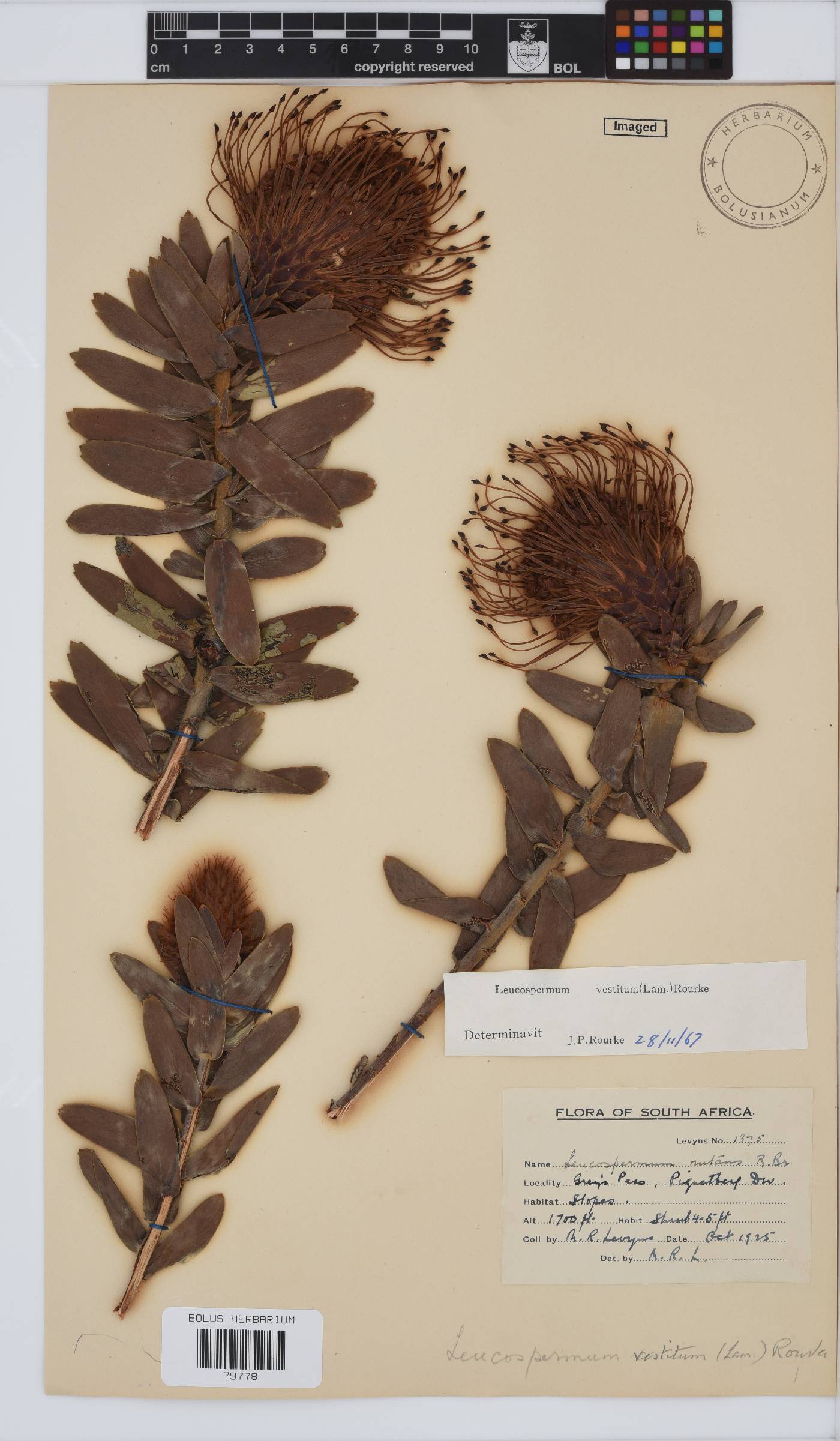 Leucospermum vestitum image