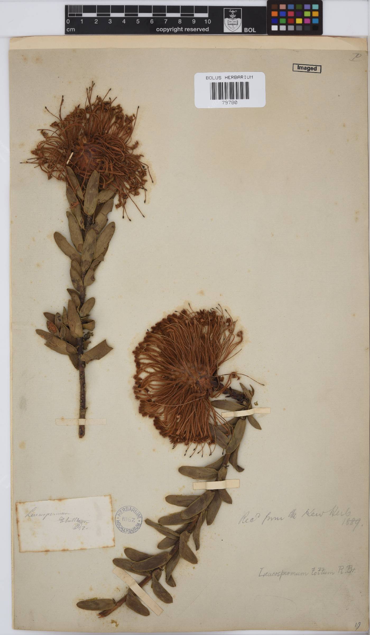 Leucospermum image