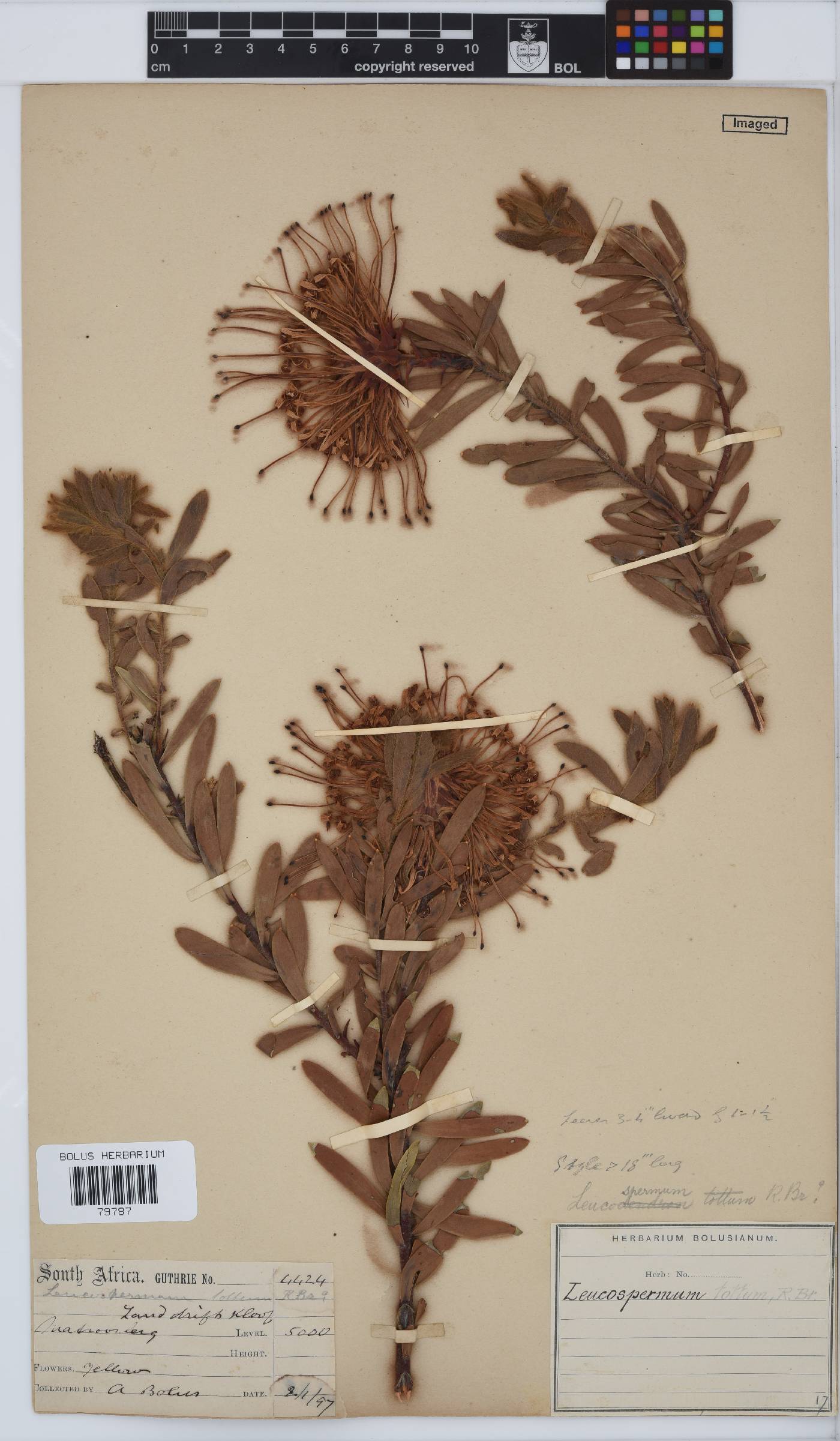 Leucospermum tottum image