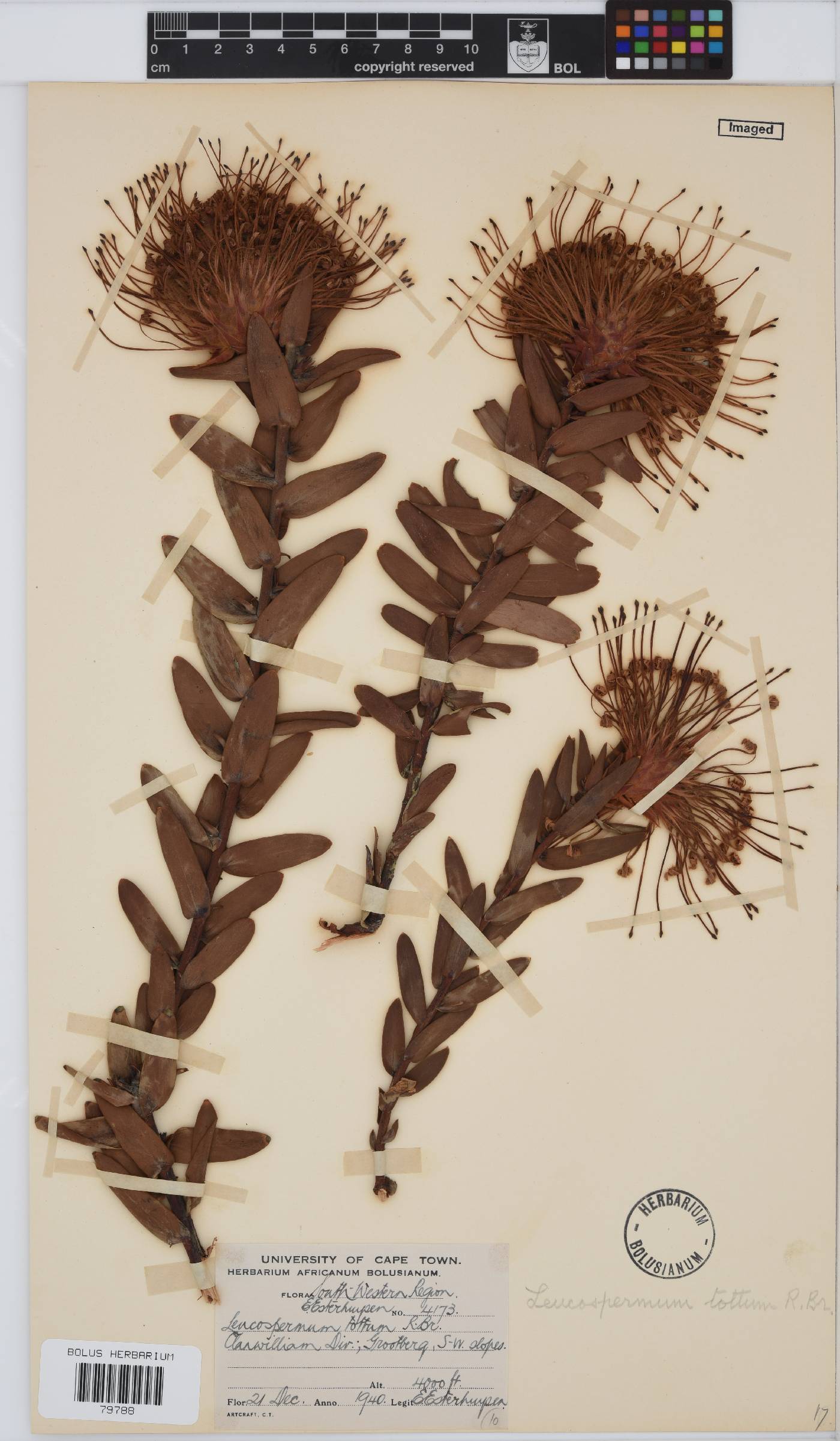 Leucospermum tottum image