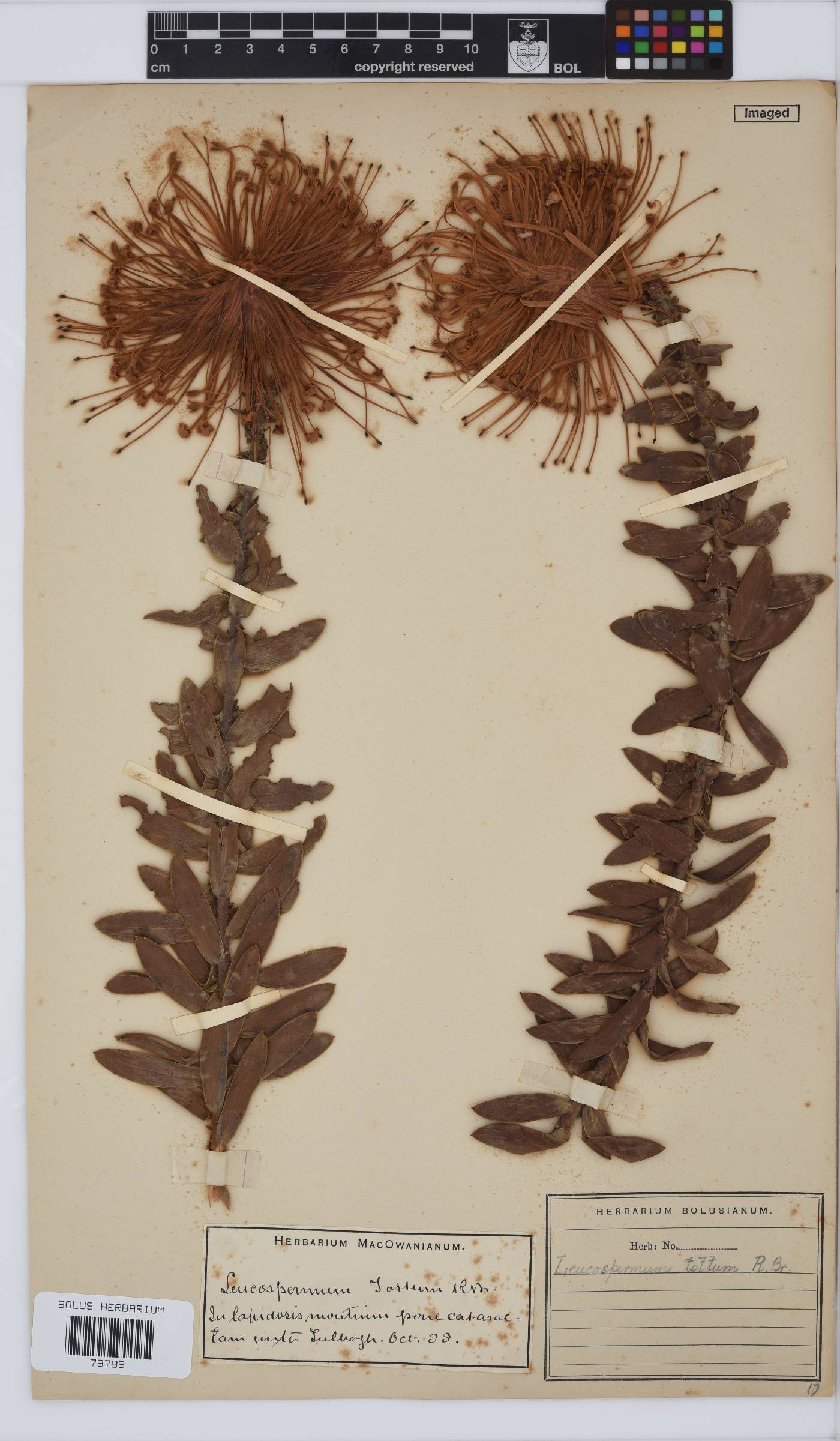 Leucospermum tottum image