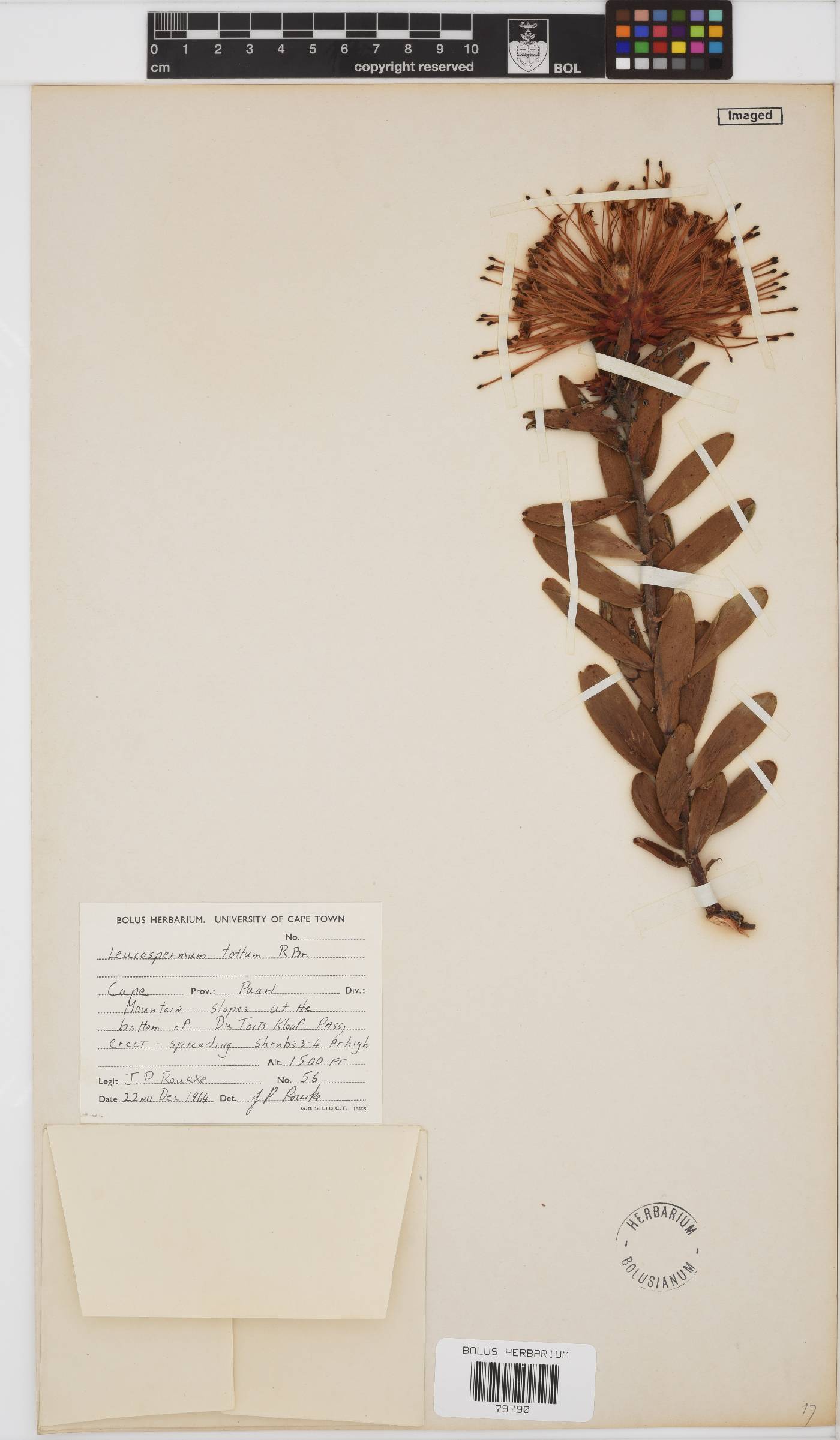 Leucospermum tottum image