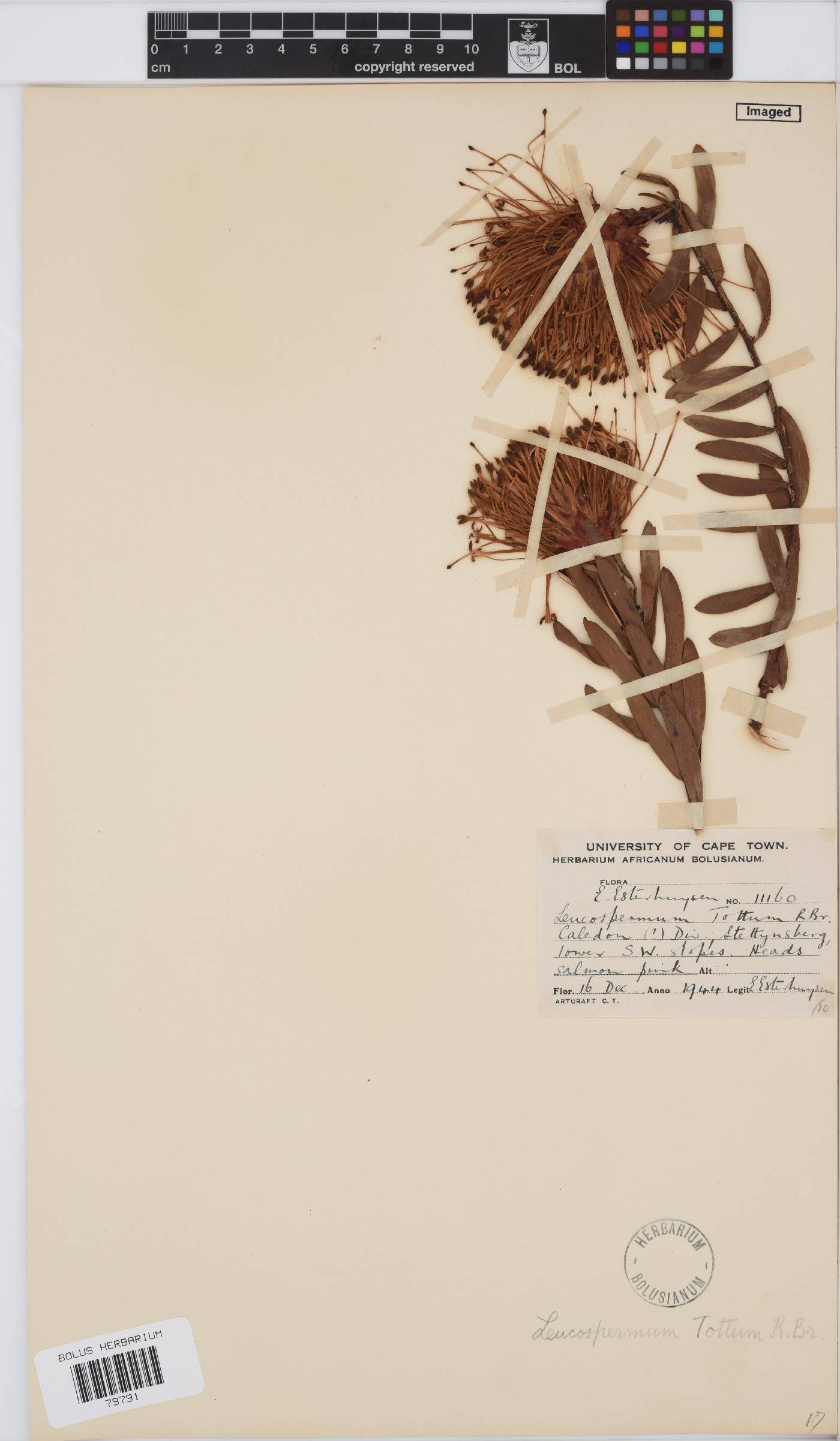 Leucospermum tottum image