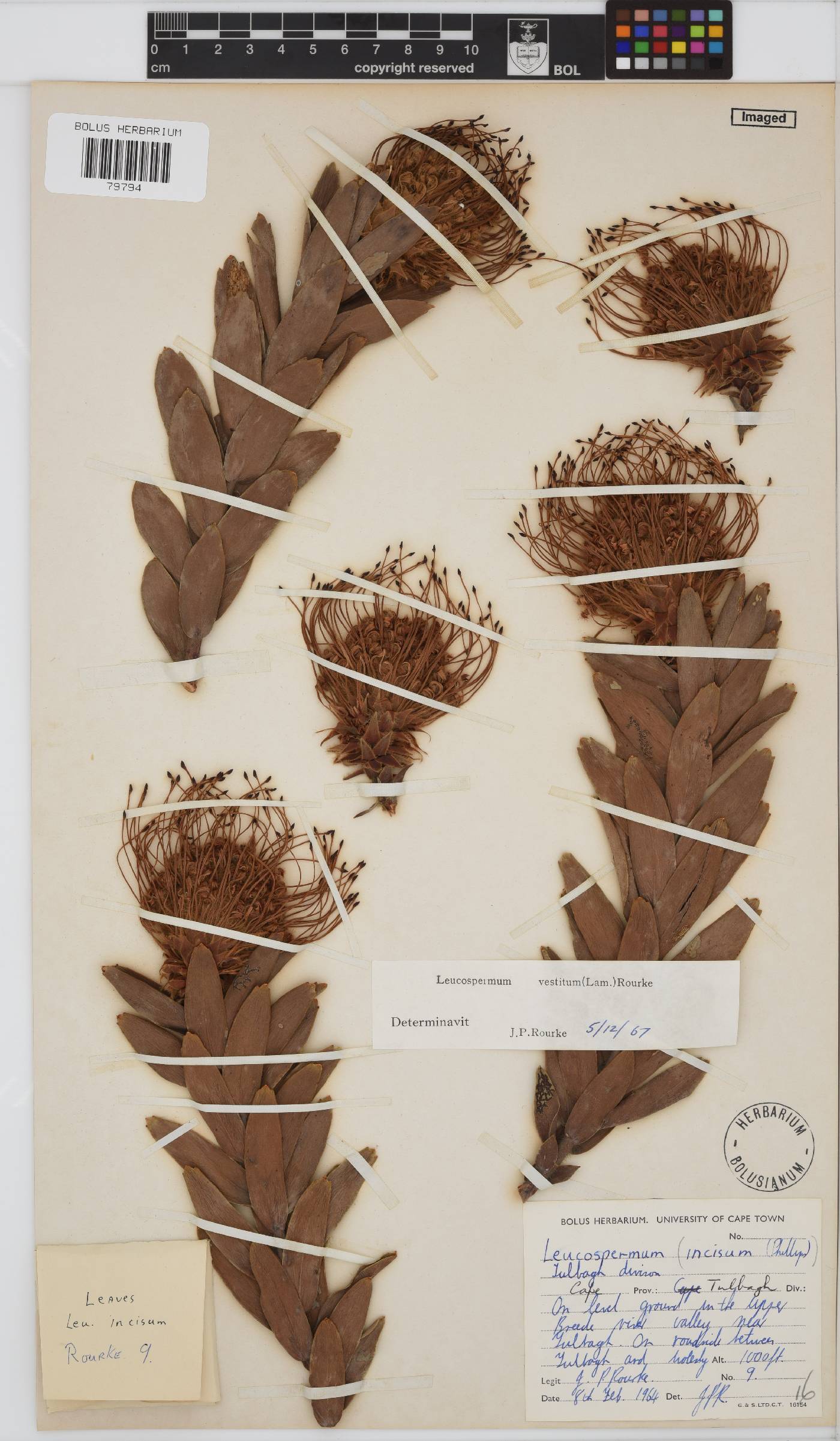 Leucospermum vestitum image