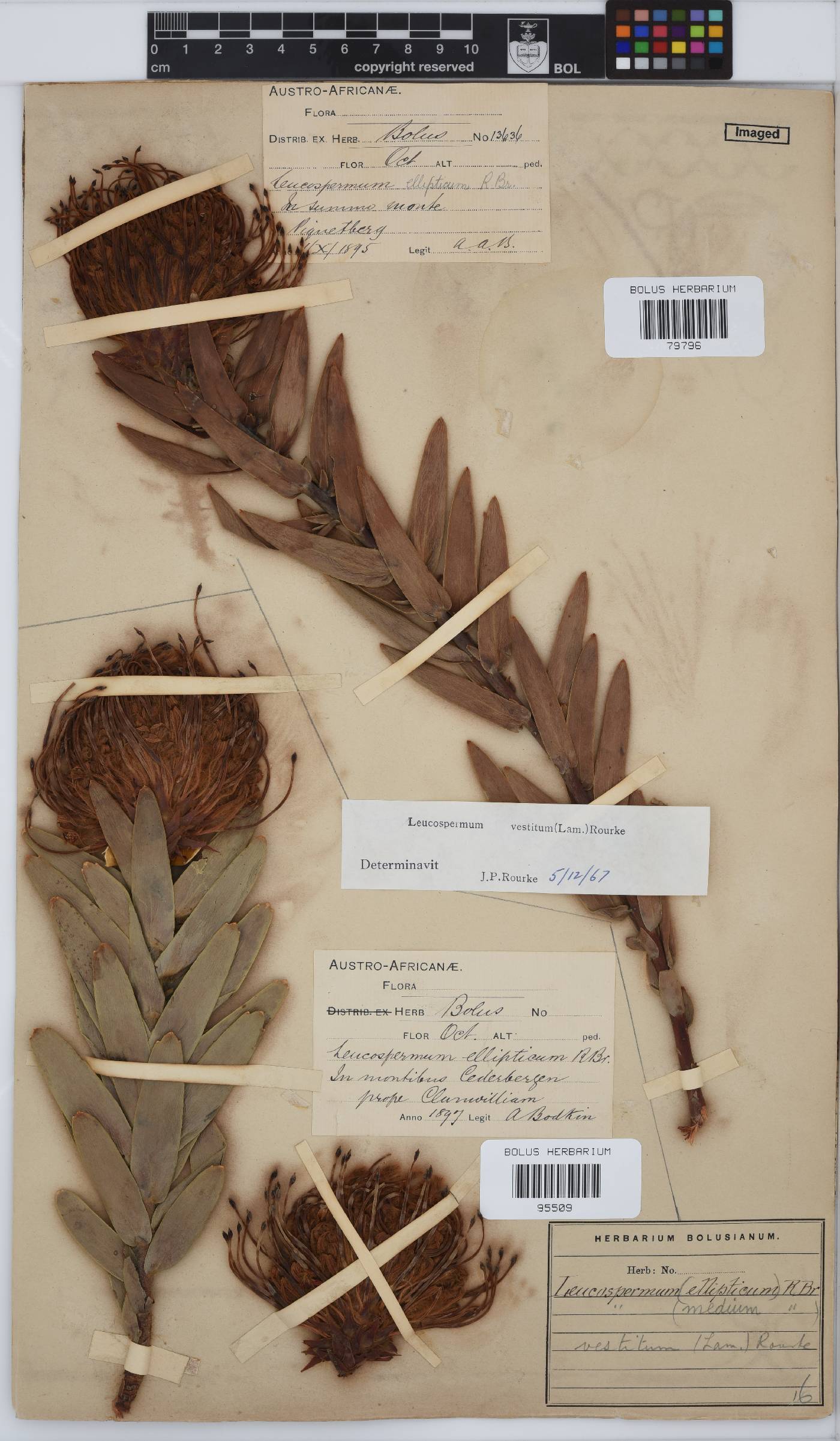 Leucospermum vestitum image