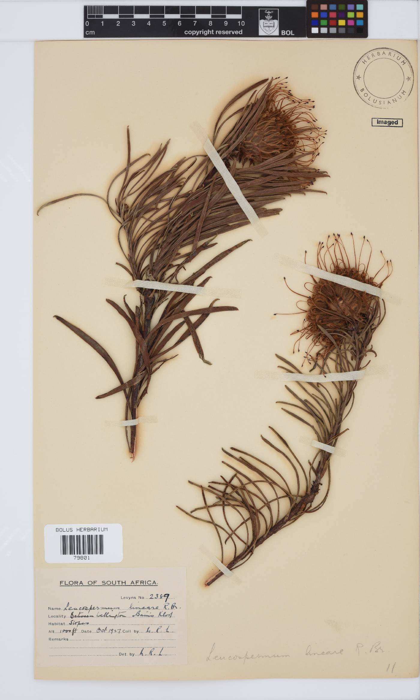Leucospermum lineare image