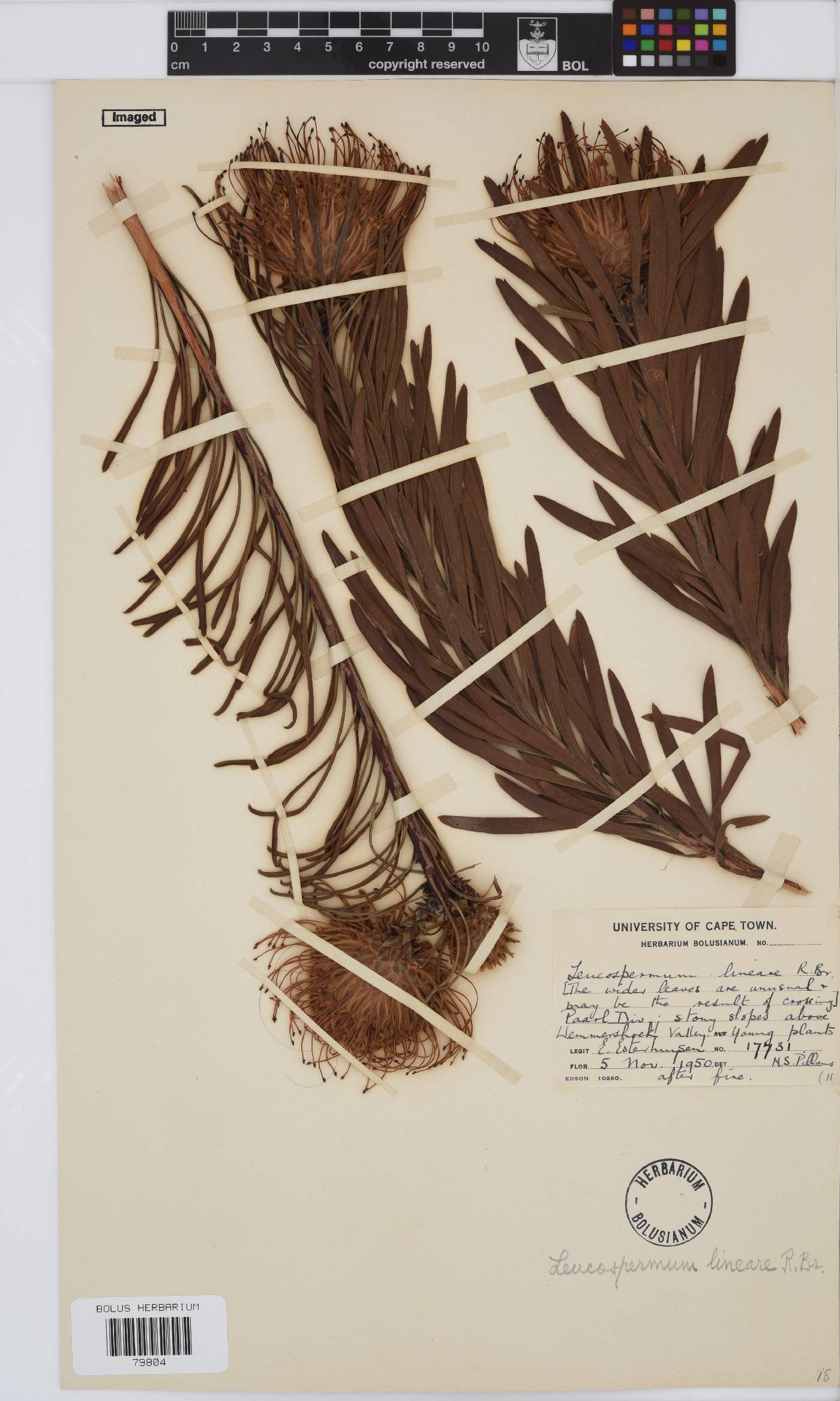 Leucospermum lineare image