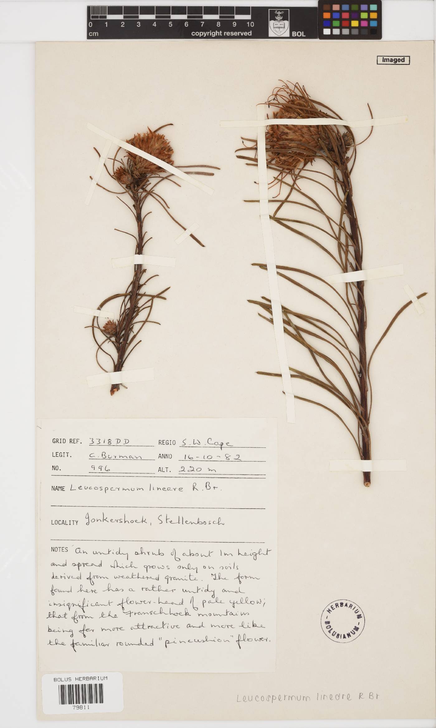 Leucospermum lineare image
