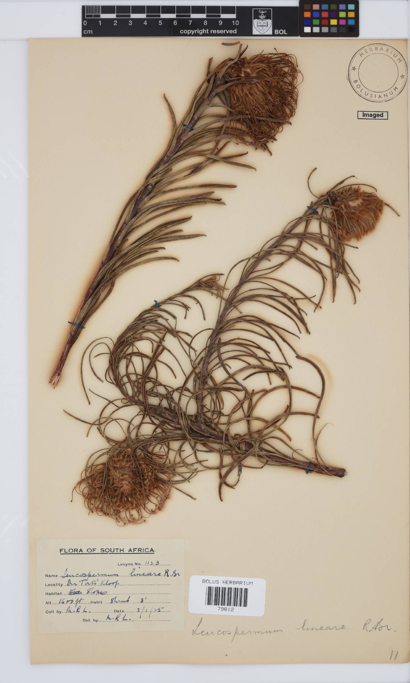 Leucospermum lineare image