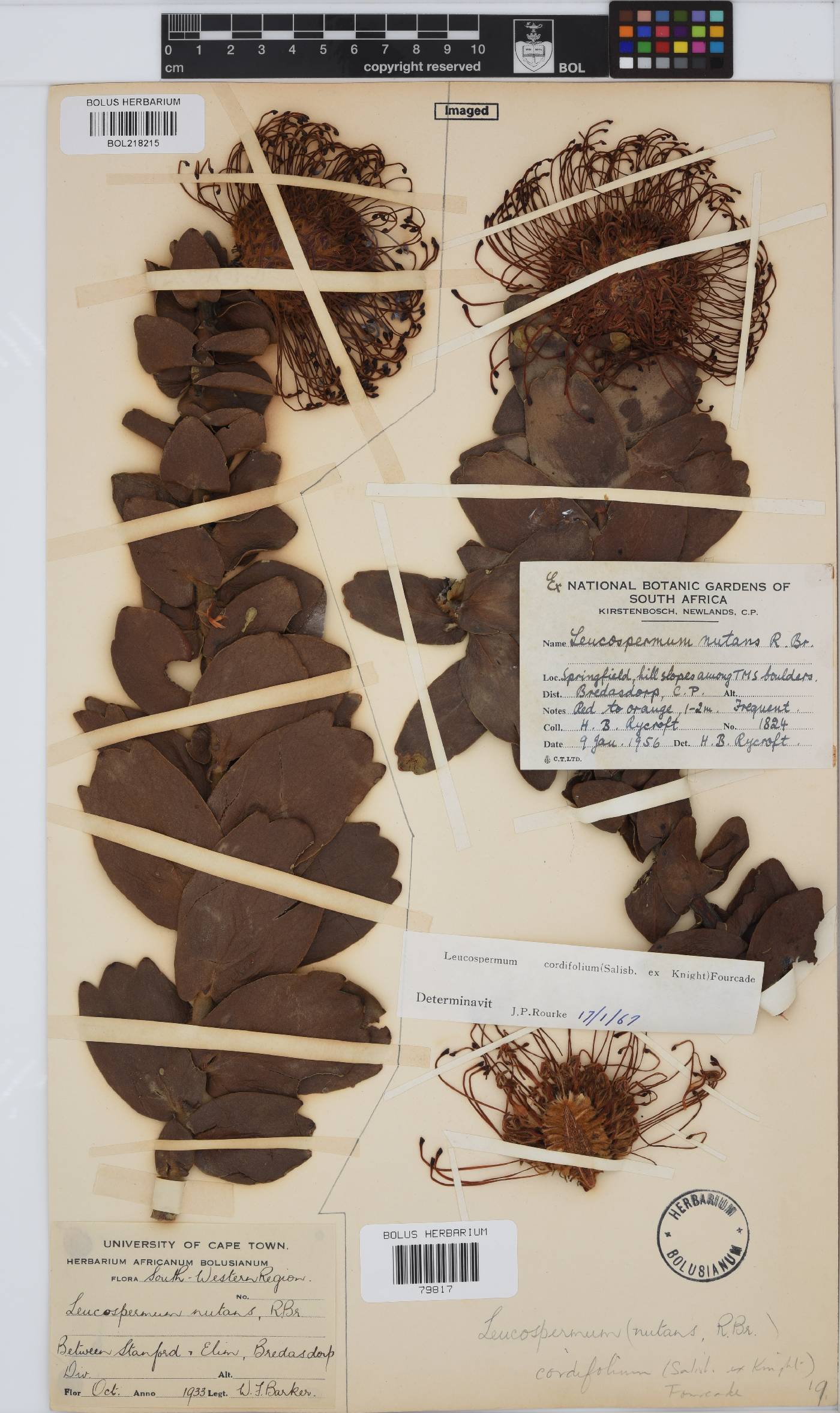 Leucospermum cordifolium image