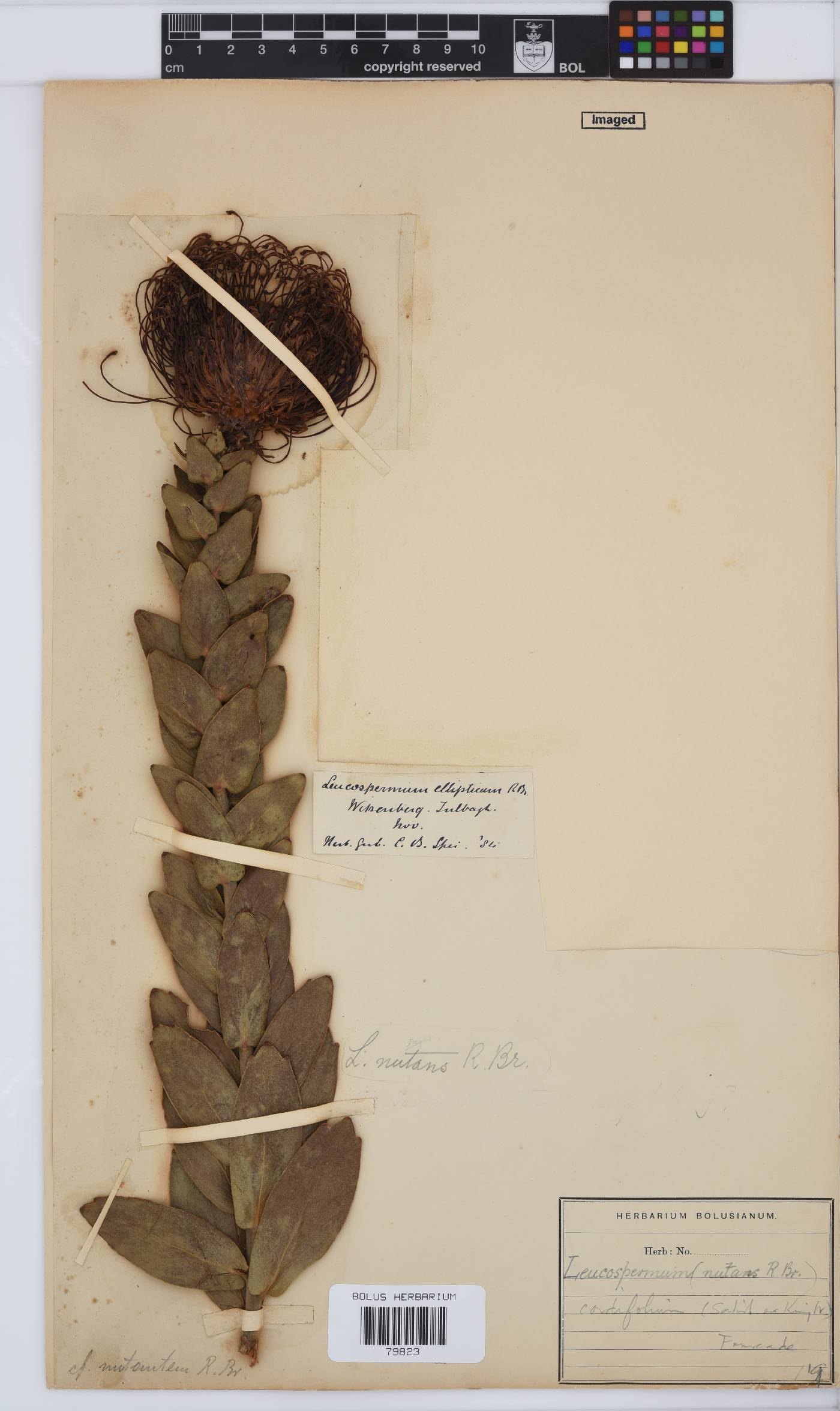 Leucospermum cordifolium image