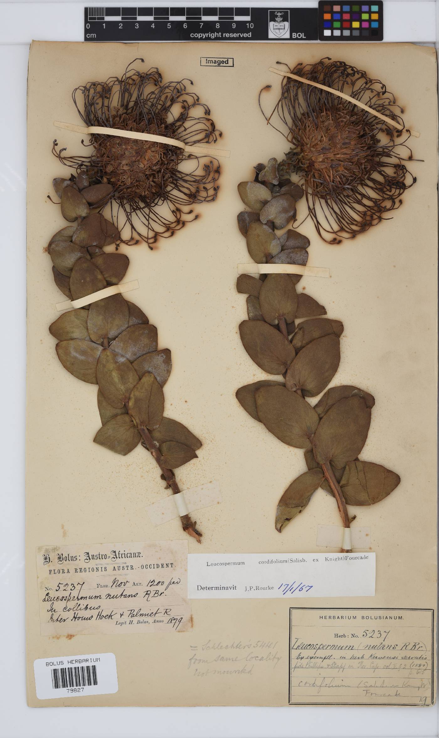 Leucospermum cordifolium image