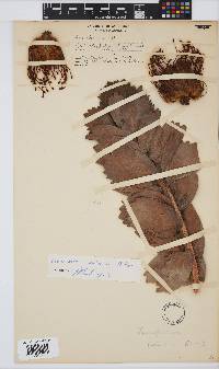 Leucospermum patersonii image