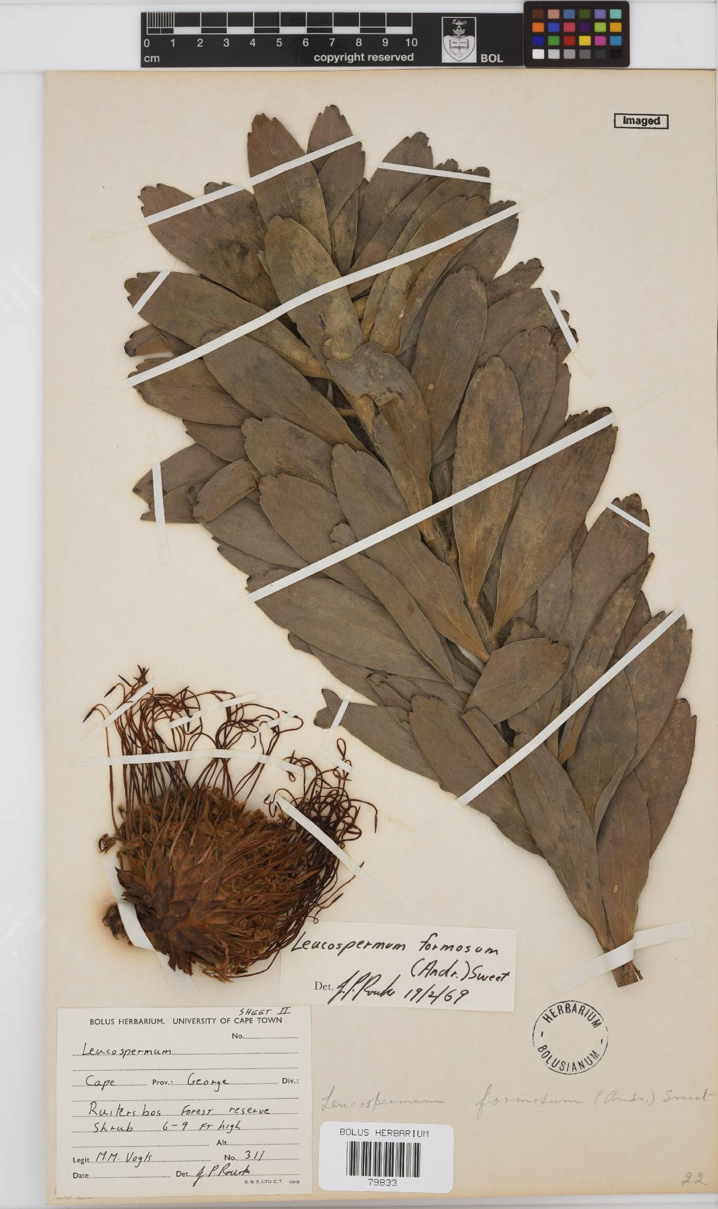 Leucospermum formosum image