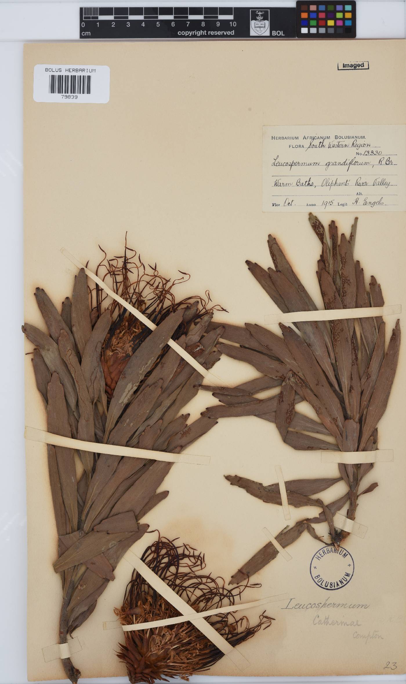 Leucospermum catherinae image