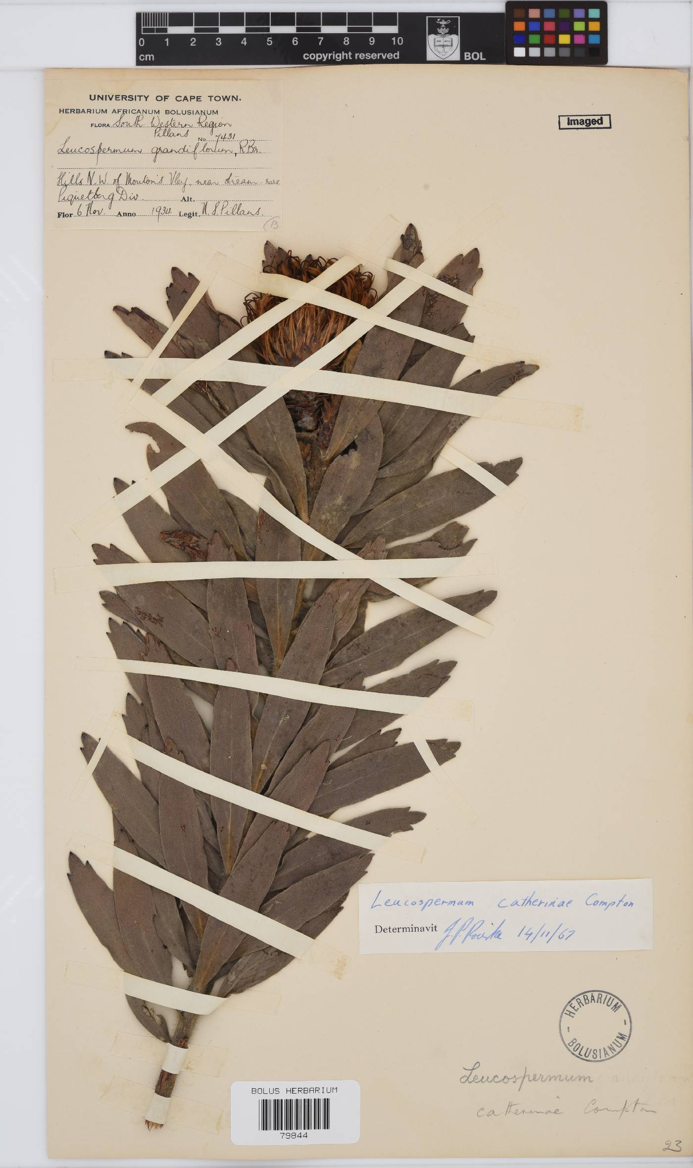 Leucospermum catherinae image