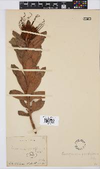 Leucospermum grandiflorum image