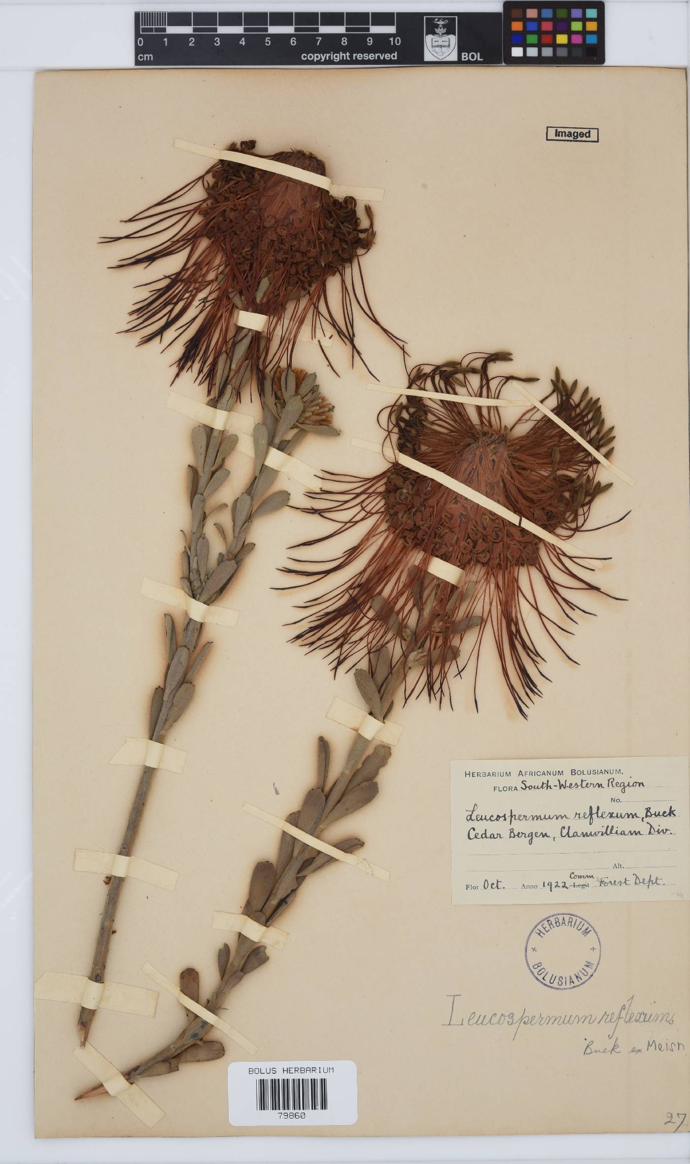 Leucospermum reflexum image