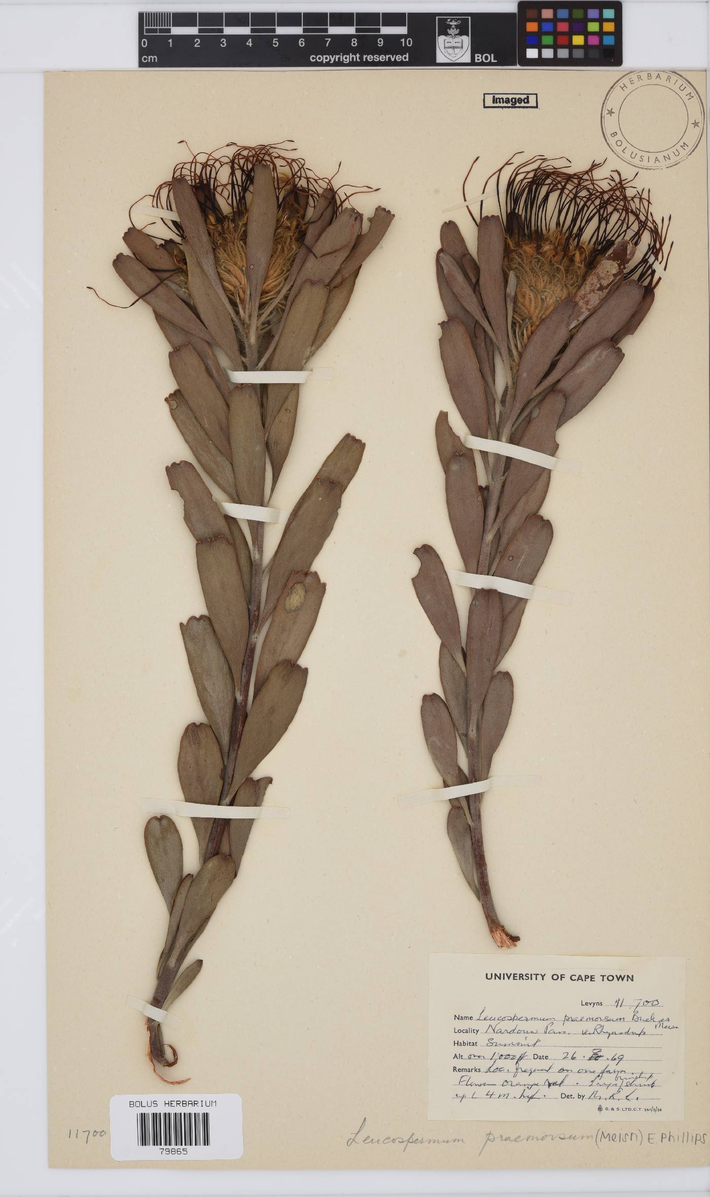 Leucospermum praemorsum image