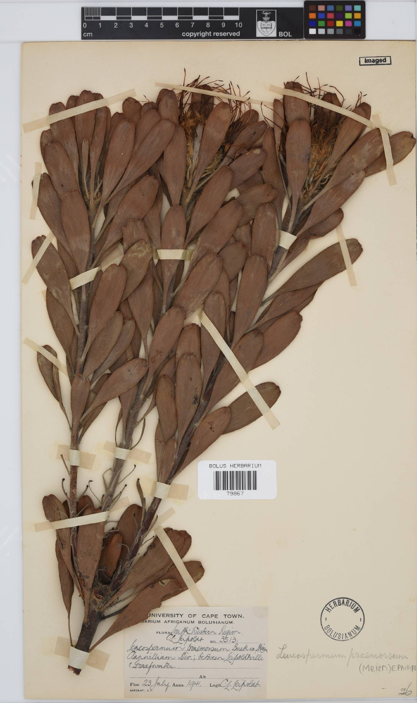 Leucospermum praemorsum image