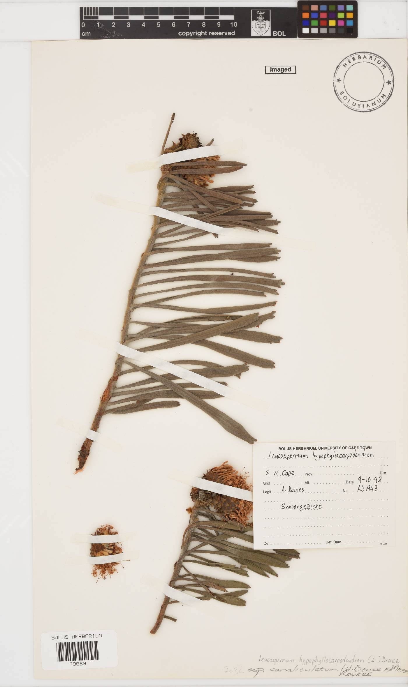 Leucospermum hypophyllocarpodendron image