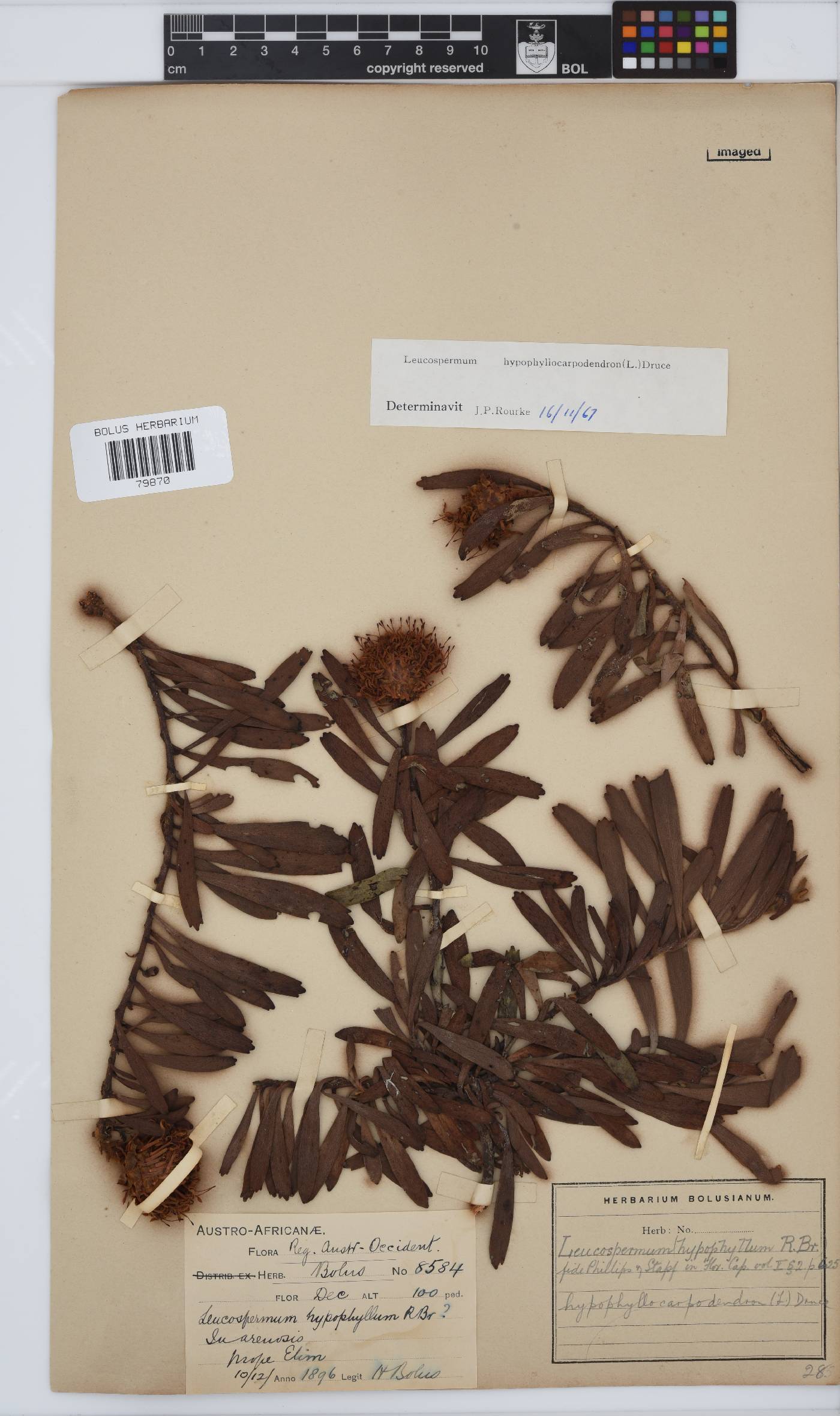 Leucospermum hypophyllocarpodendron image