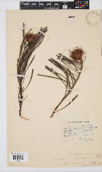 Leucospermum hypophyllocarpodendron image